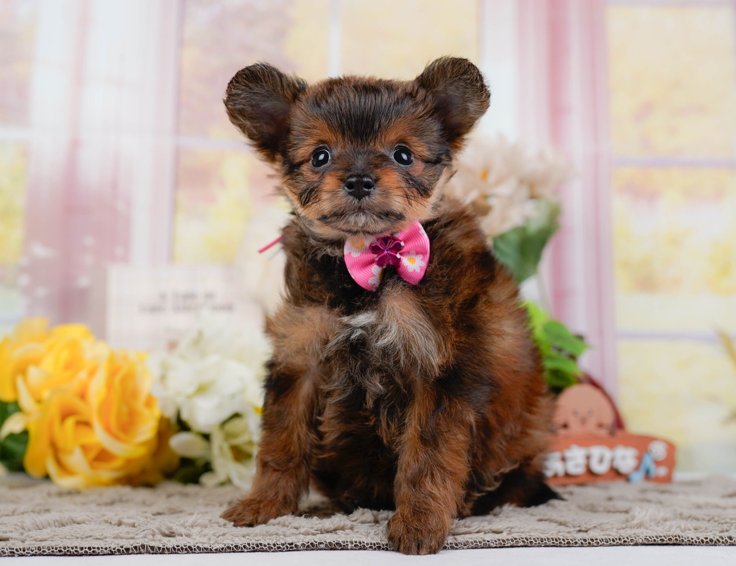 チワプー | 女の子 | ブリンドル | 2025年12月25日