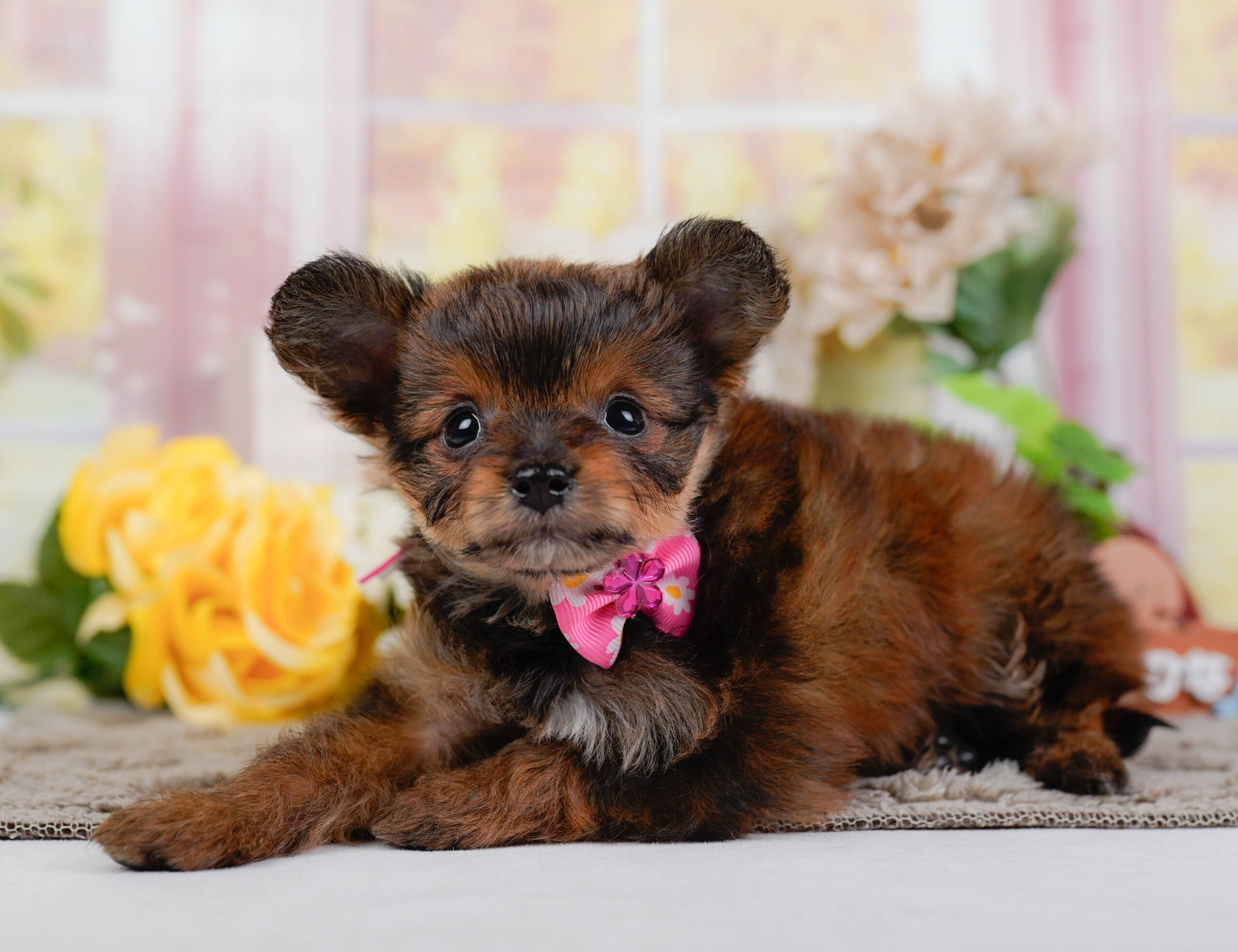 チワプー | 女の子 | ブリンドル | 2025年12月25日