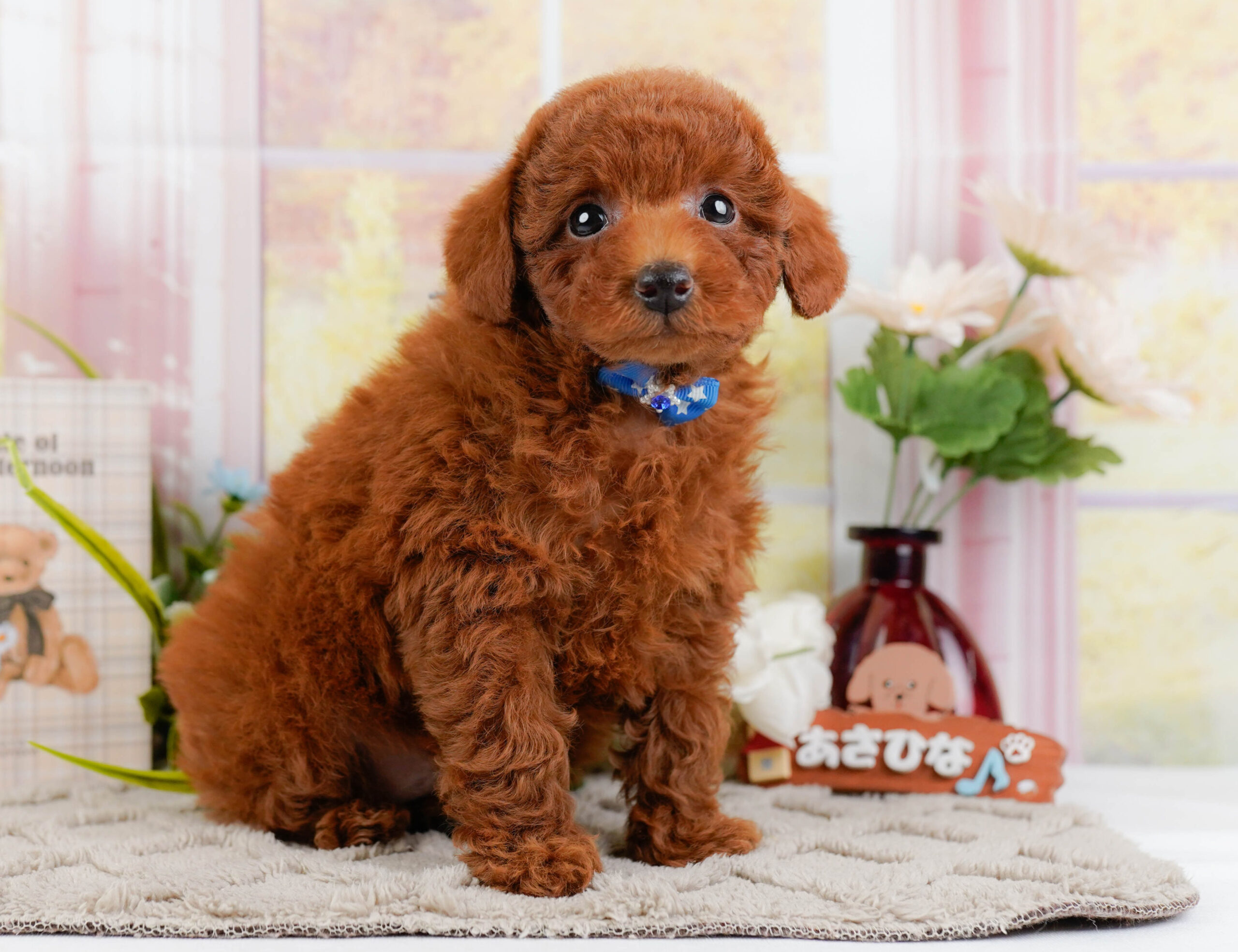 トイ・プードル | 男の子 | レッド | 2025年12月25日