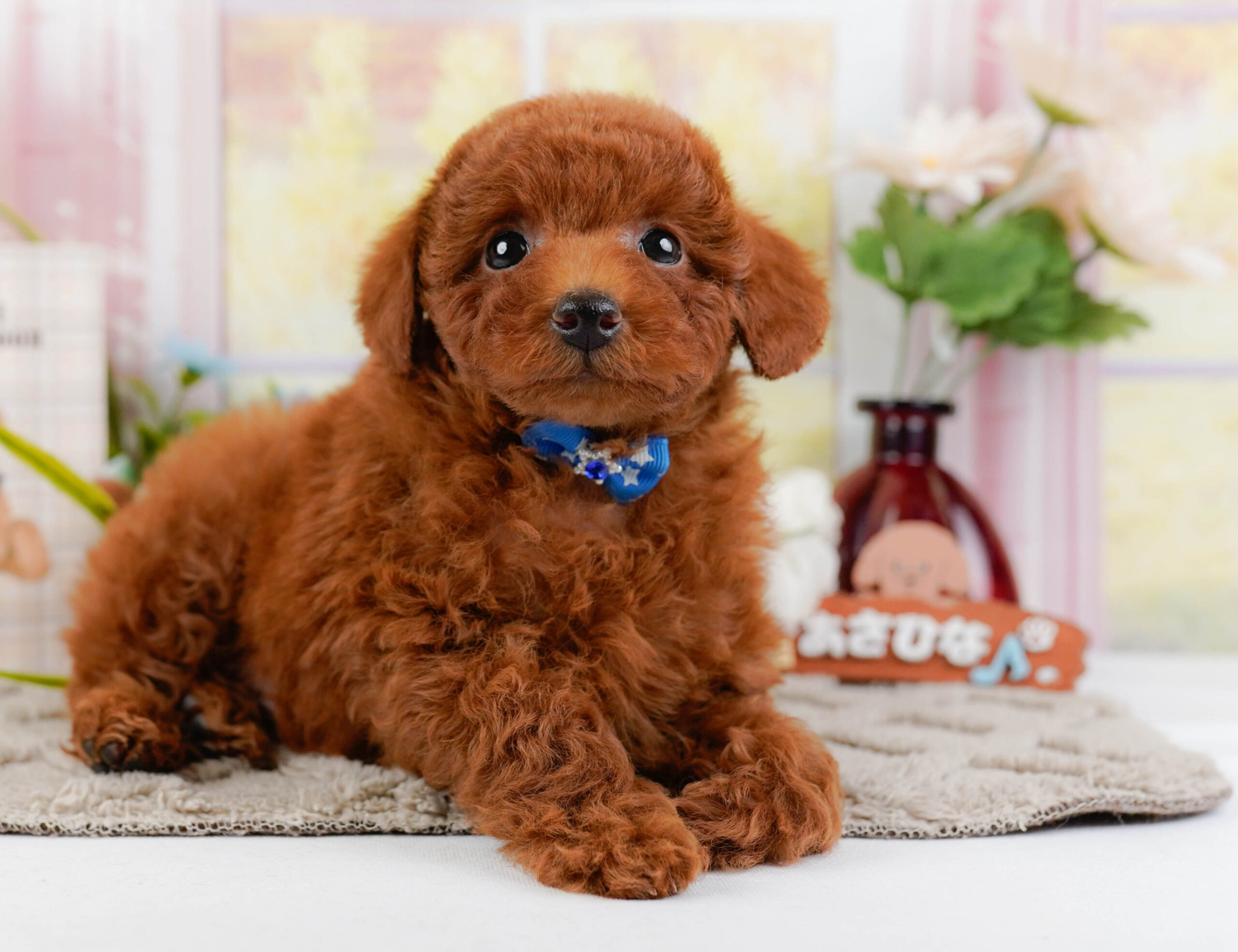 トイ・プードル | 男の子 | レッド | 2025年12月25日