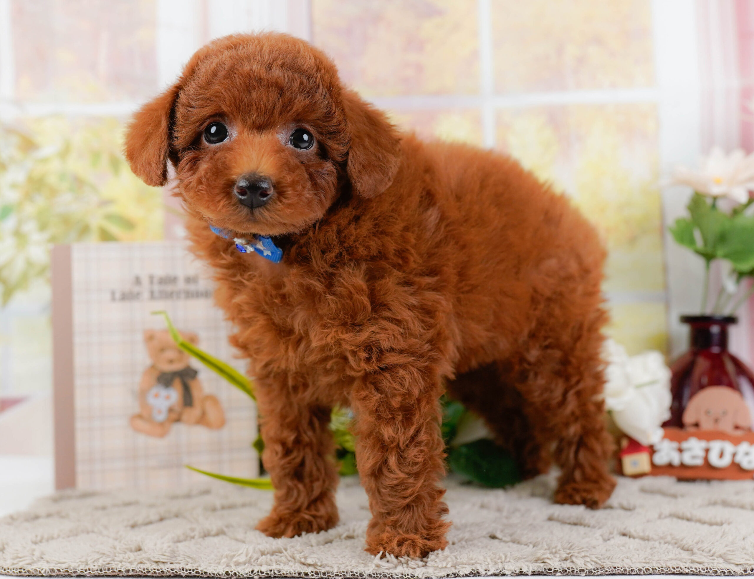 トイ・プードル | 男の子 | レッド | 2025年12月25日