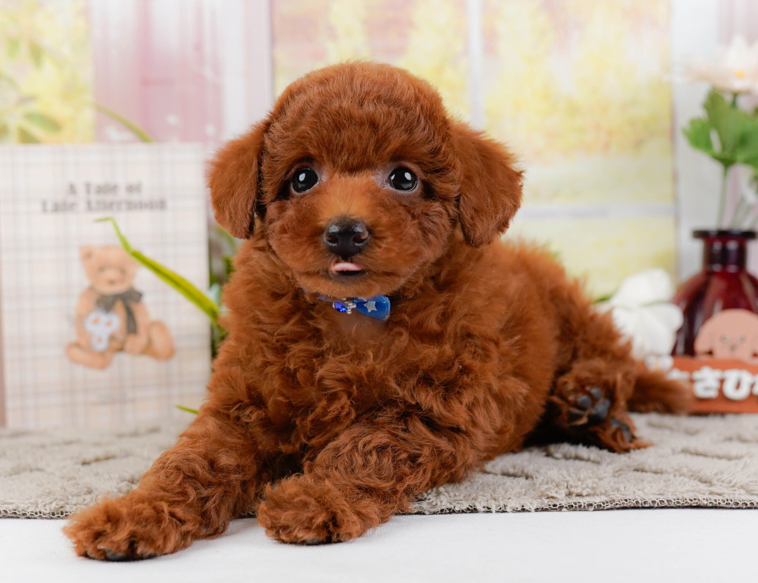 トイ・プードル | 男の子 | レッド | 2025年12月25日