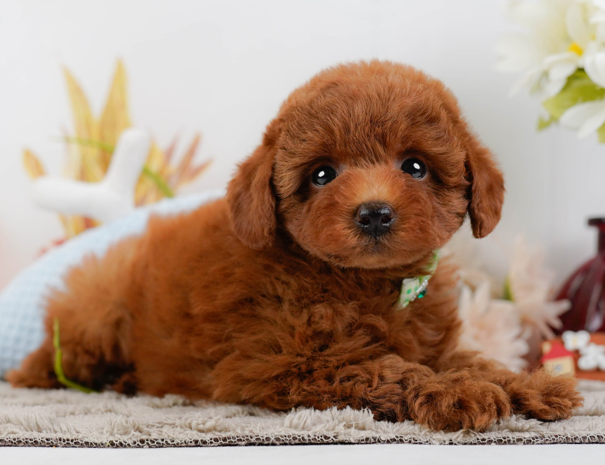 トイ・プードル | 男の子 | レッド | 2025年12月25日