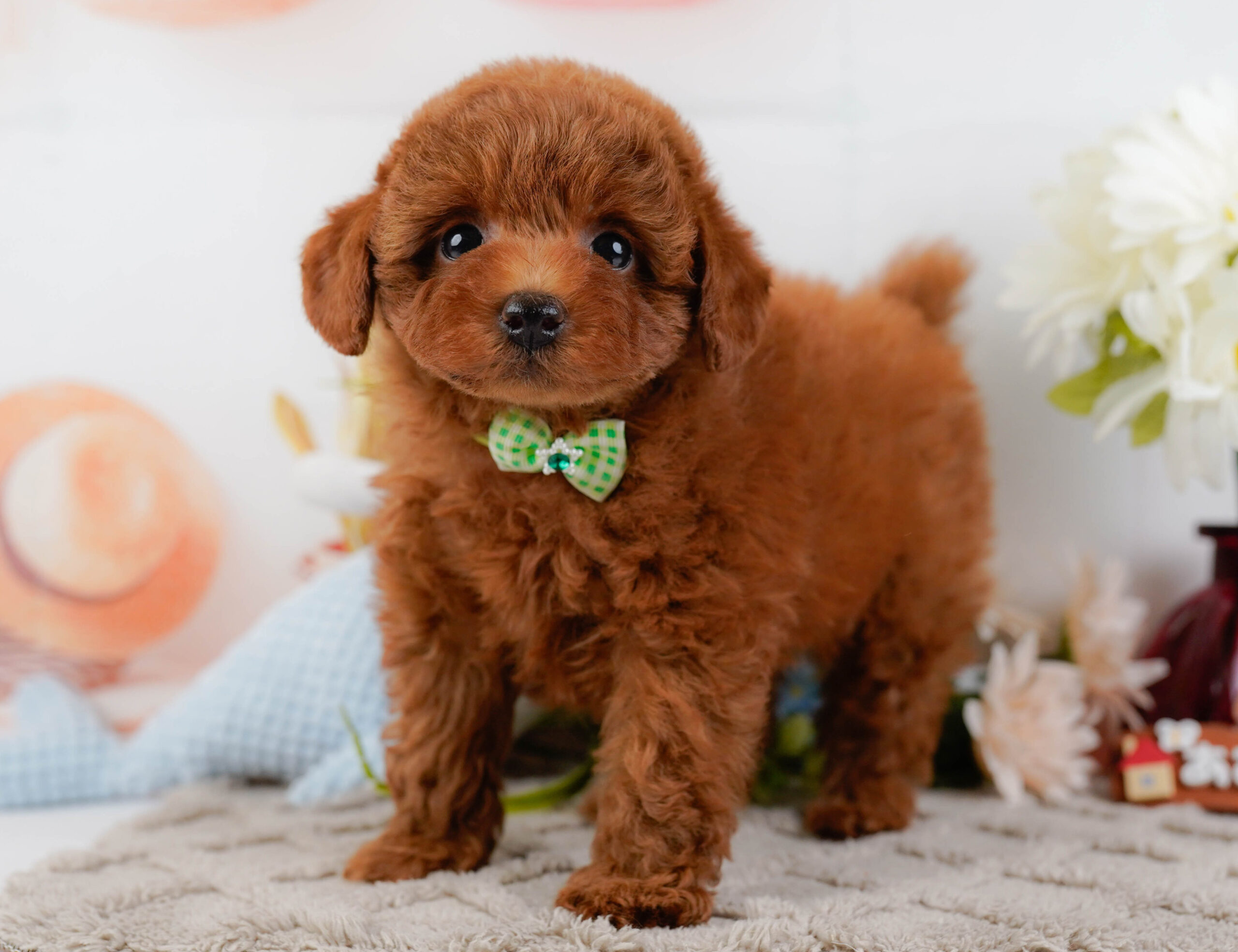 トイ・プードル | 男の子 | レッド | 2025年12月25日