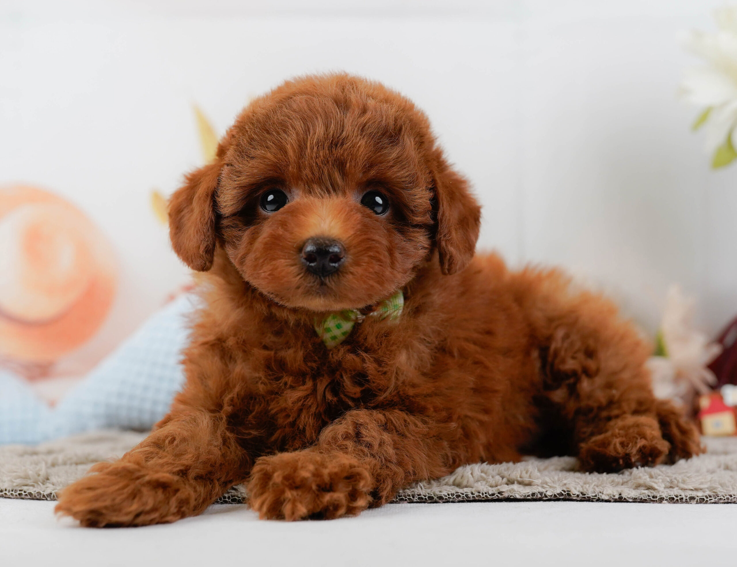 トイ・プードル | 男の子 | レッド | 2025年12月25日
