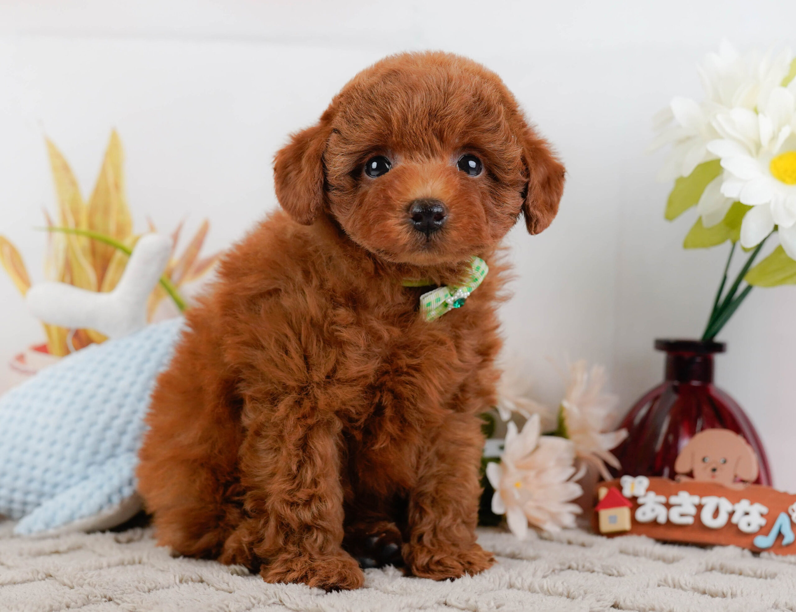 トイ・プードル | 男の子 | レッド | 2025年12月25日