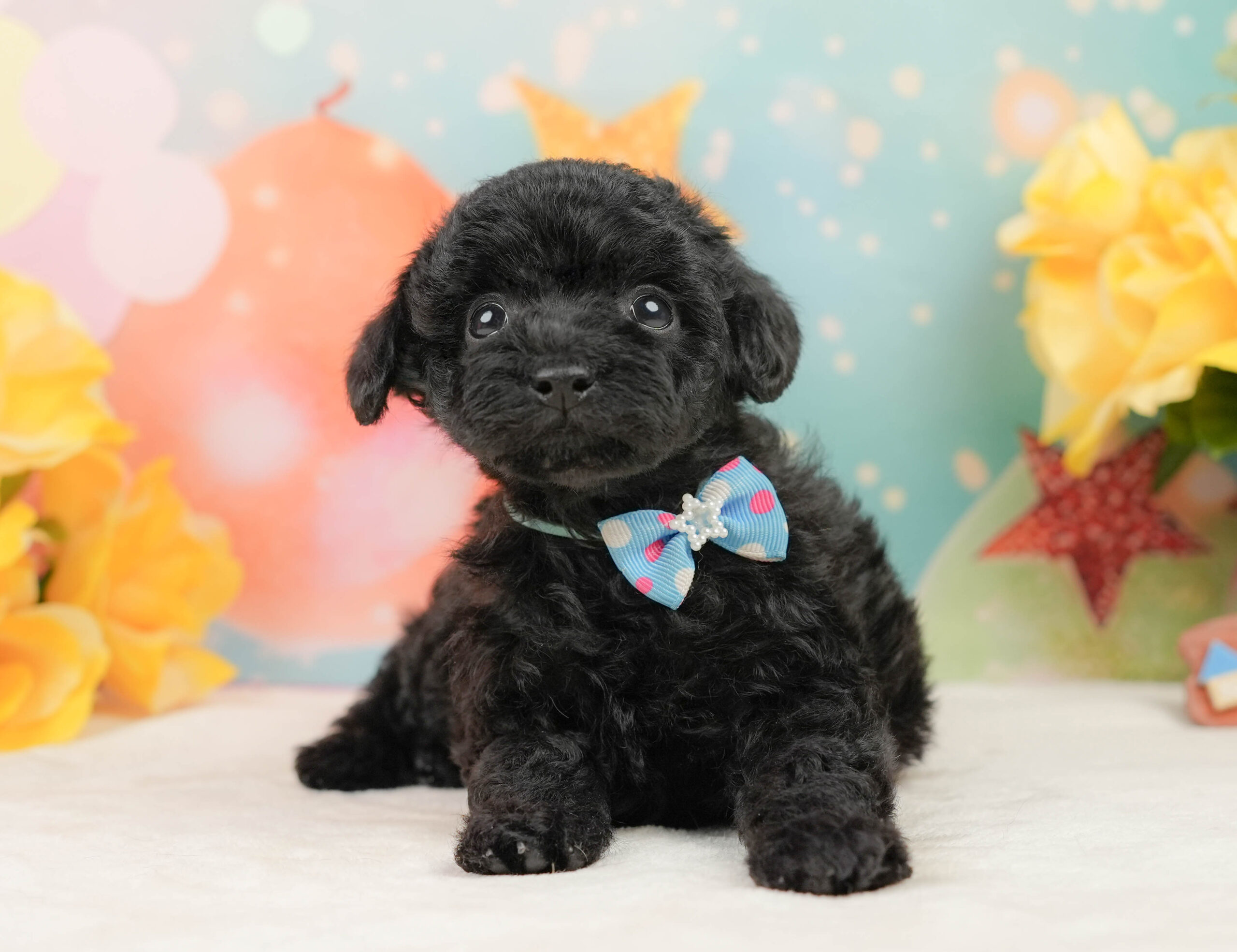 トイ・プードル | 男の子 | ブラック | 2025年12月26日