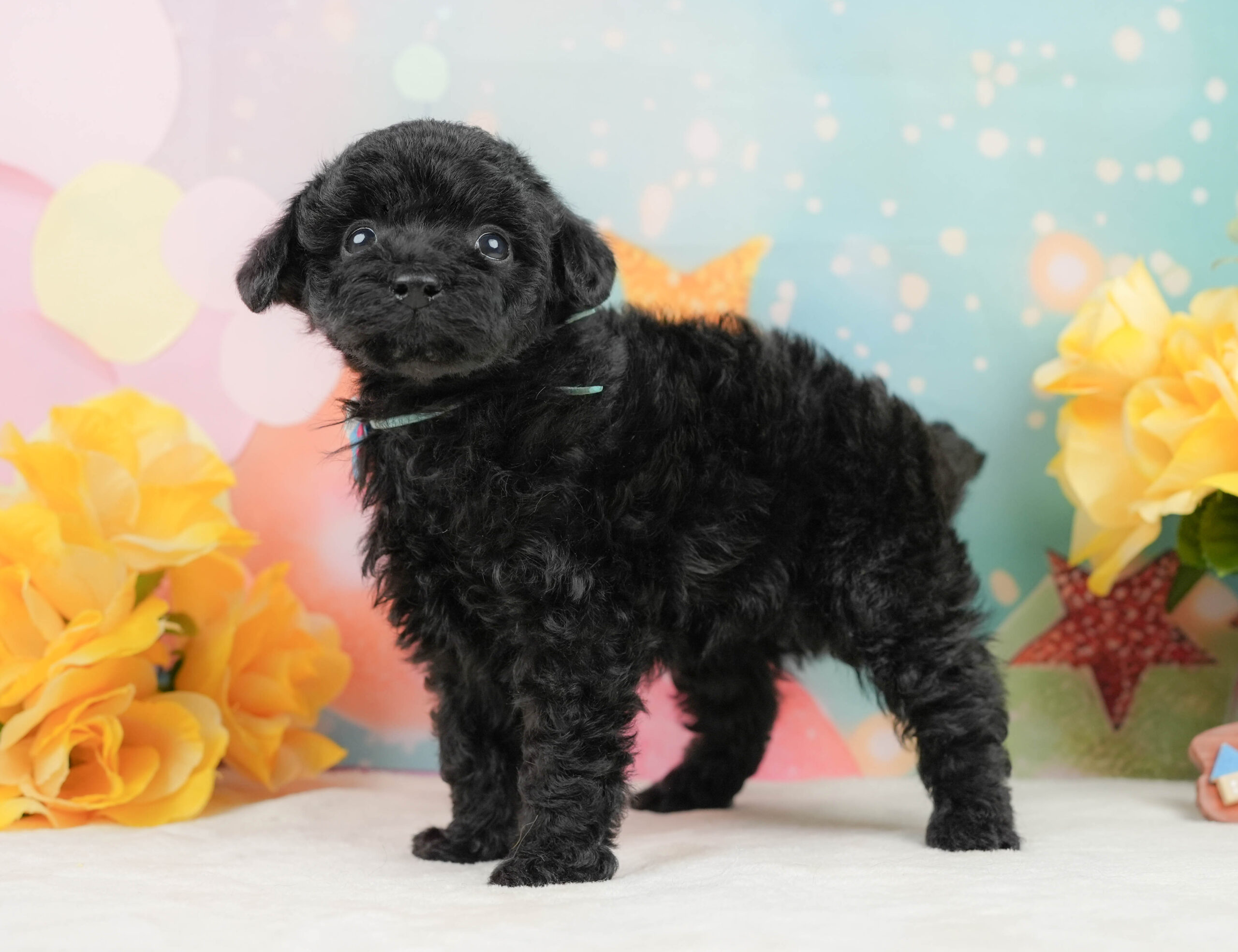 トイ・プードル | 男の子 | ブラック | 2025年12月26日