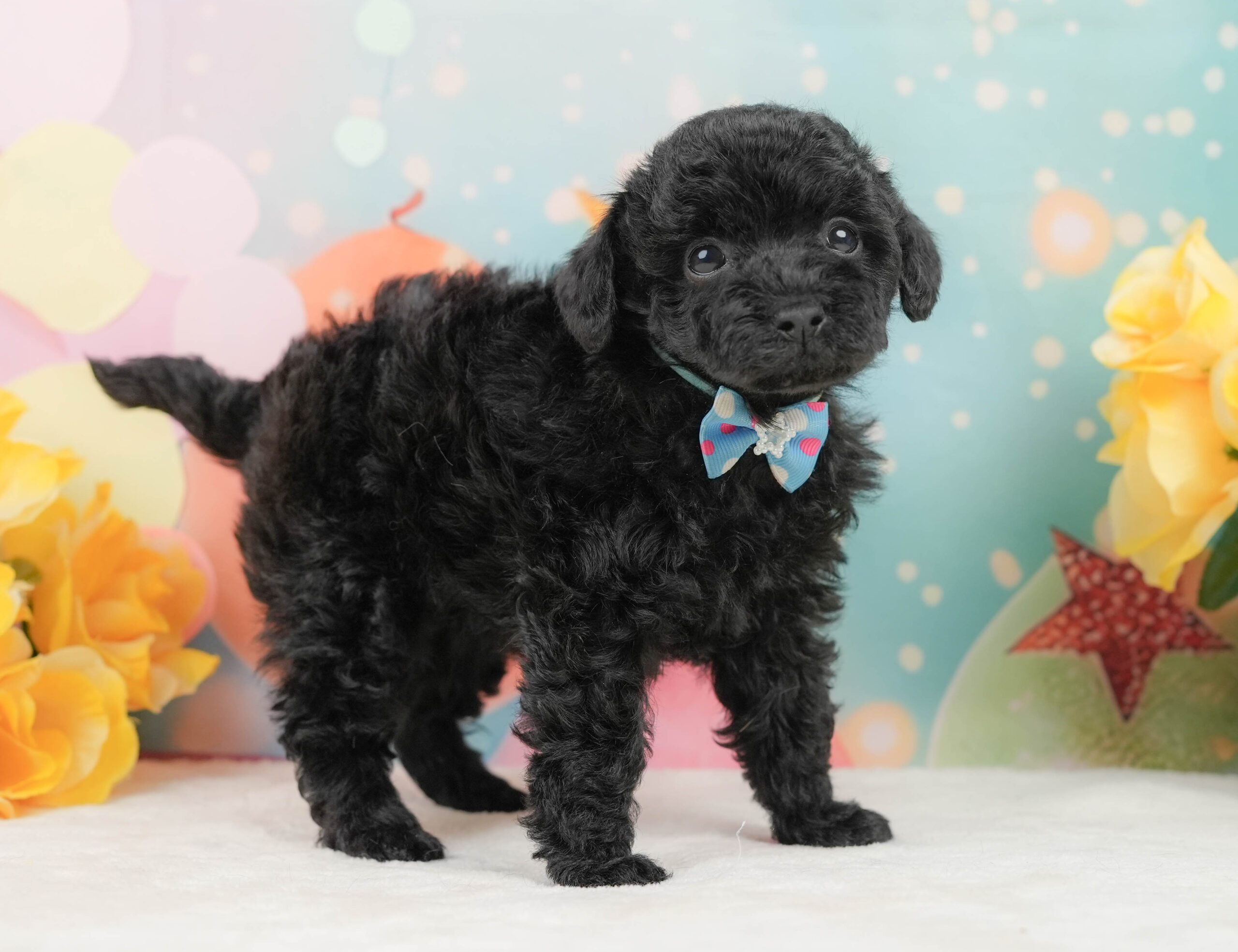 トイ・プードル | 男の子 | ブラック | 2025年12月26日