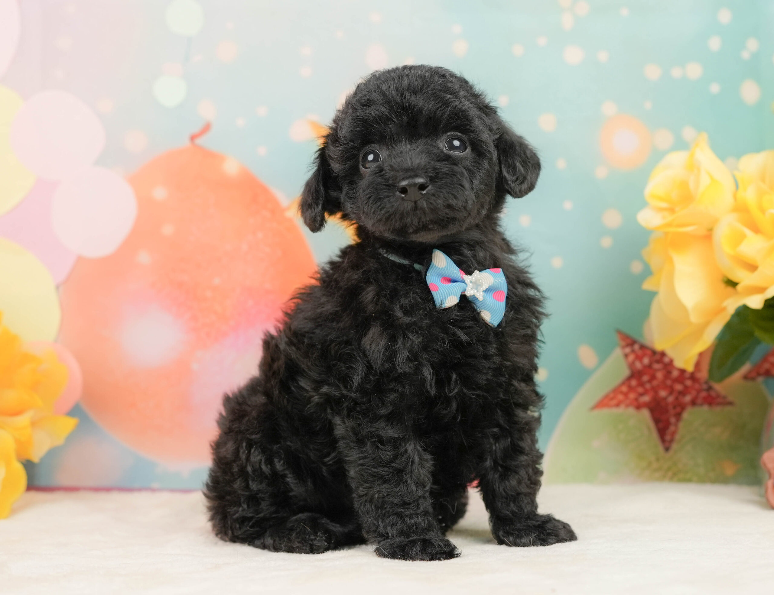 トイ・プードル | 男の子 | ブラック | 2025年12月26日