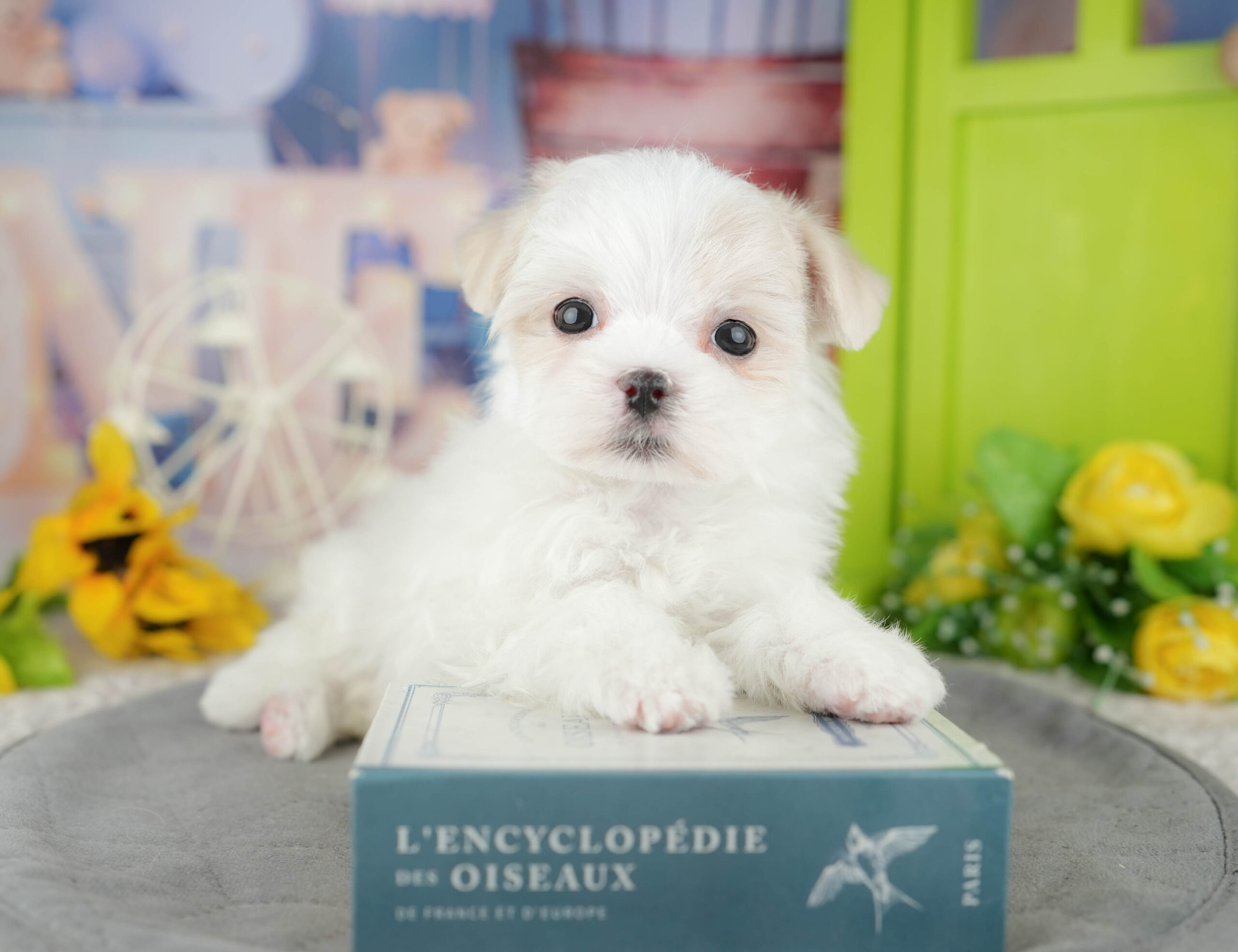 マルチーズ | 男の子 | ホワイト | 2025年12月27日