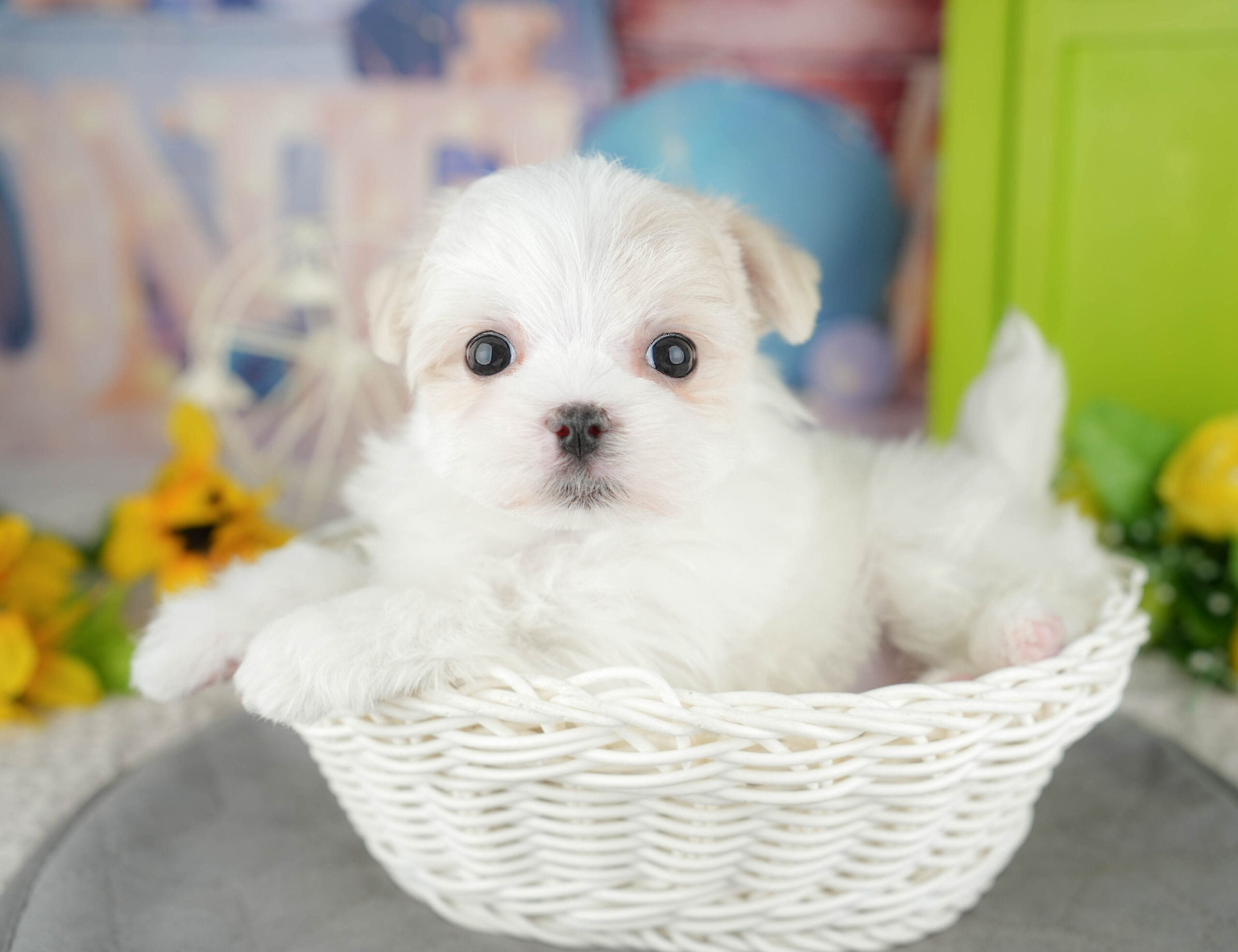 マルチーズ | 男の子 | ホワイト | 2025年12月27日