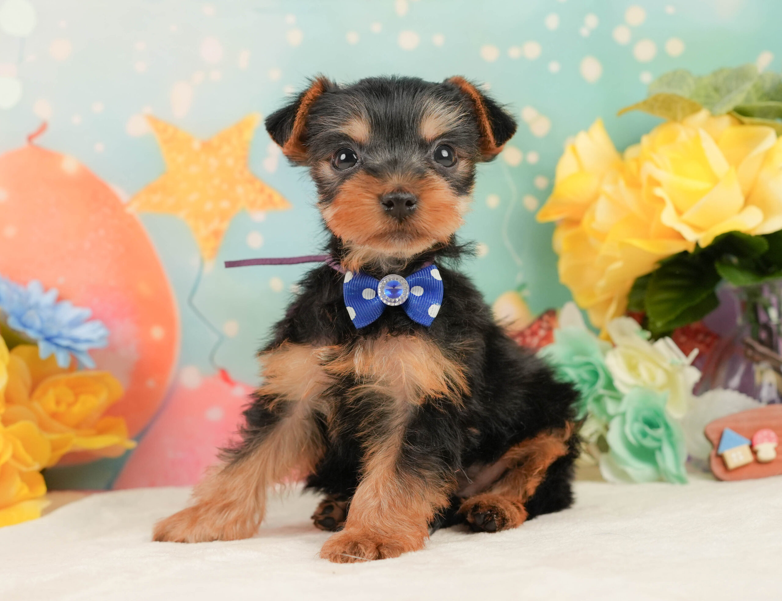 ヨークシャー・テリア | 男の子 | スティールブルー&タン | 2025年12月27日