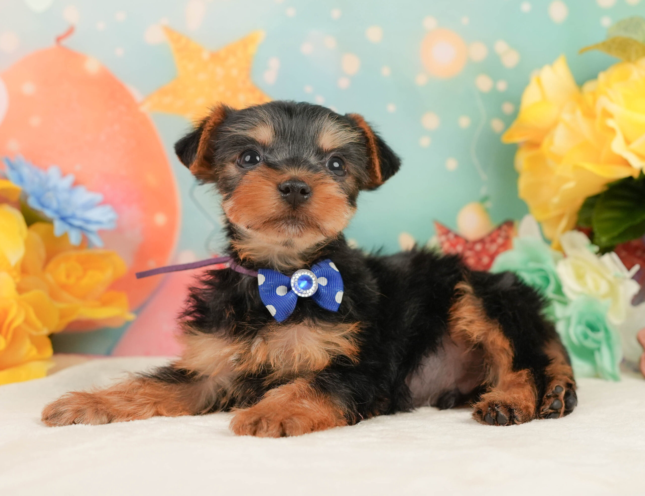 ヨークシャー・テリア | 男の子 | スティールブルー&タン | 2025年12月27日