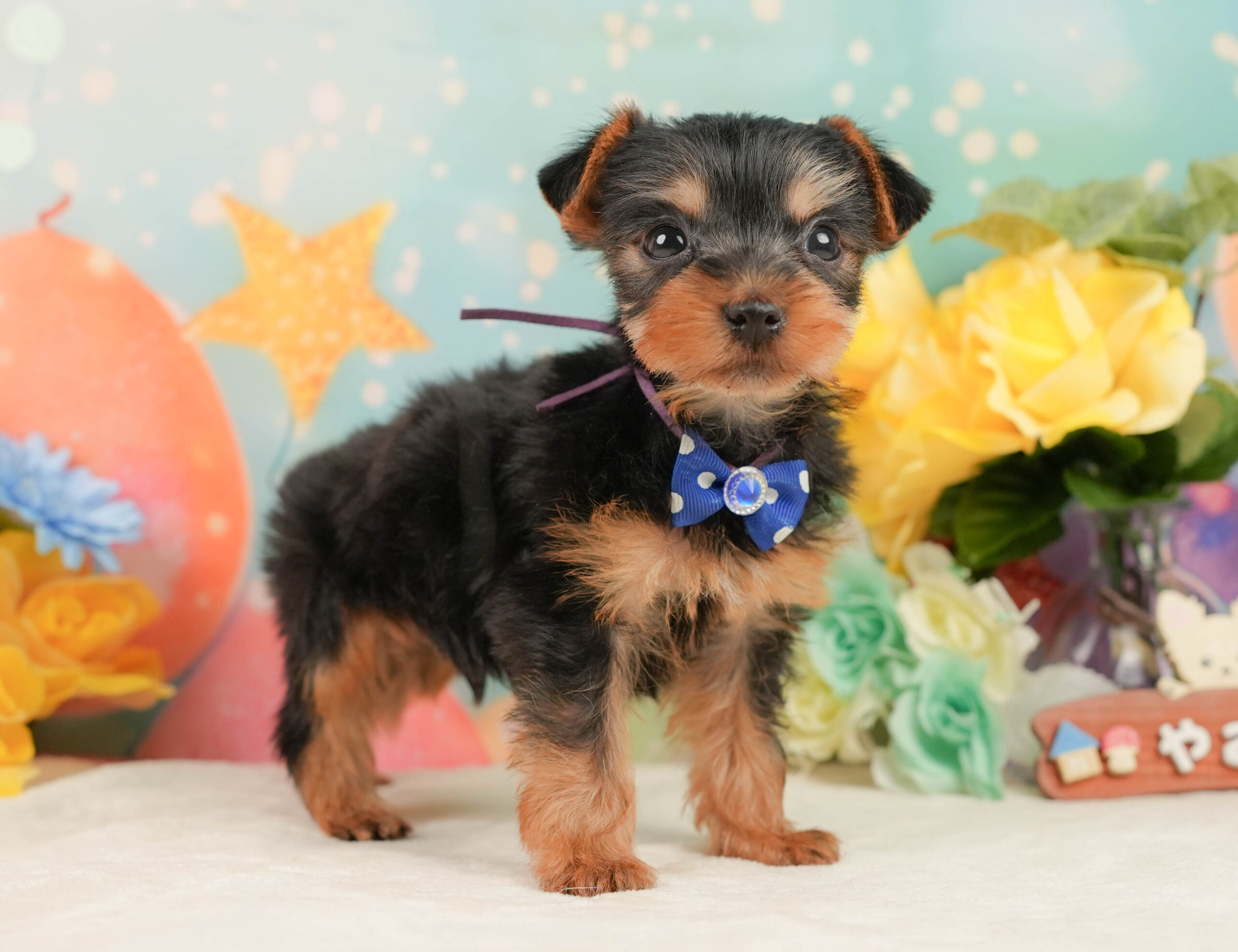 ヨークシャー・テリア | 男の子 | スティールブルー&タン | 2025年12月27日