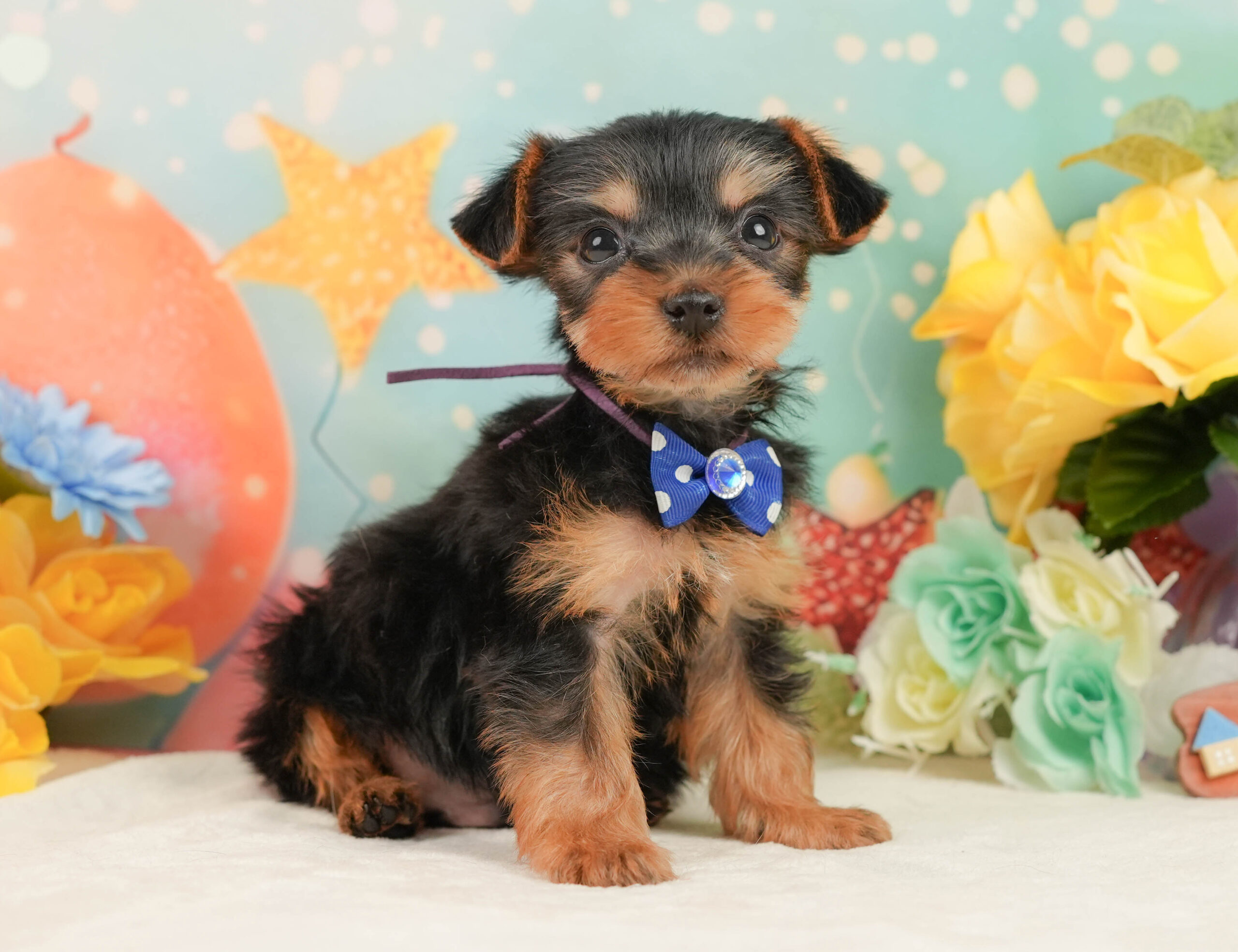 ヨークシャー・テリア | 男の子 | スティールブルー&タン | 2025年12月27日