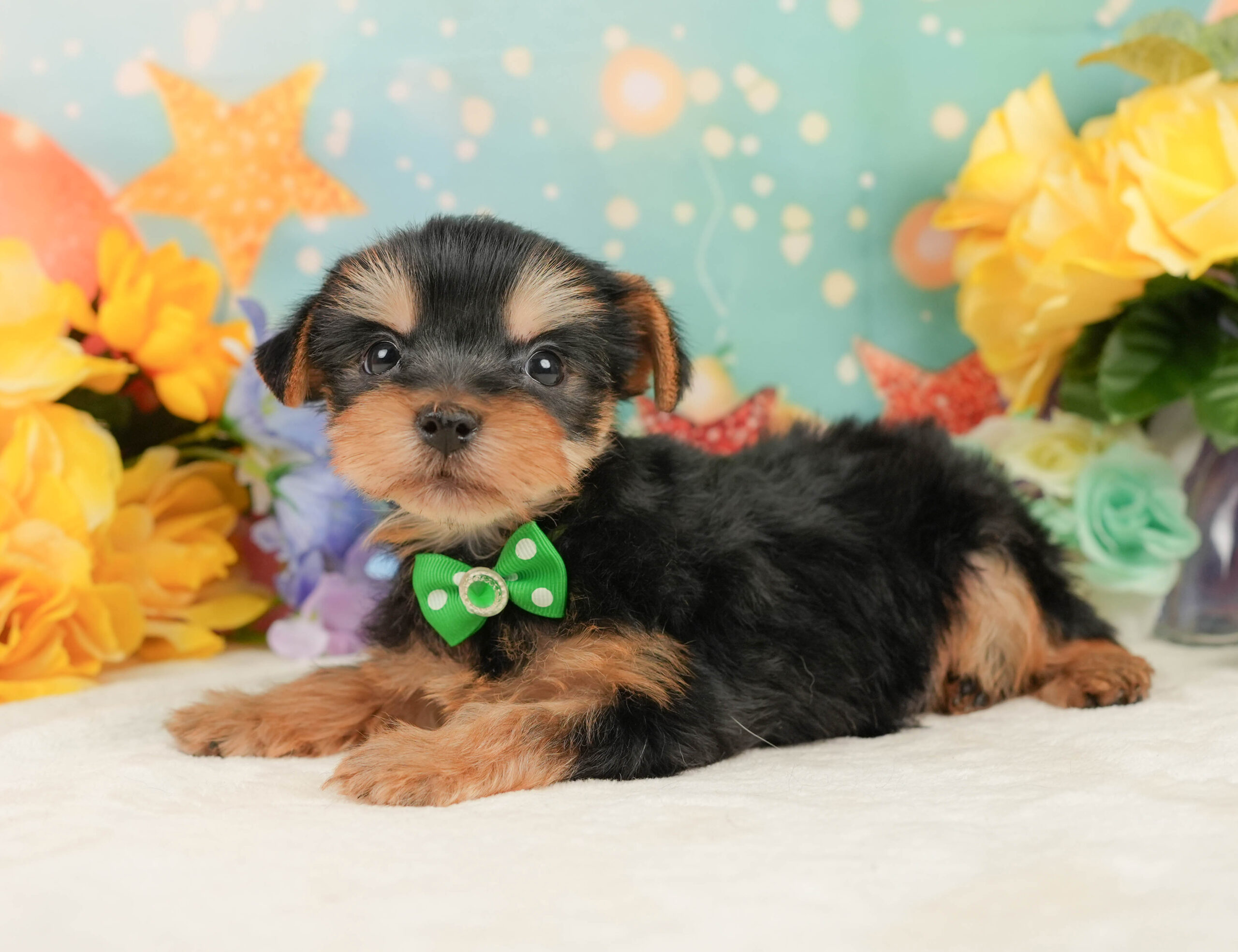 ヨークシャー・テリア | 男の子 | スティールブルー&タン | 2025年12月27日