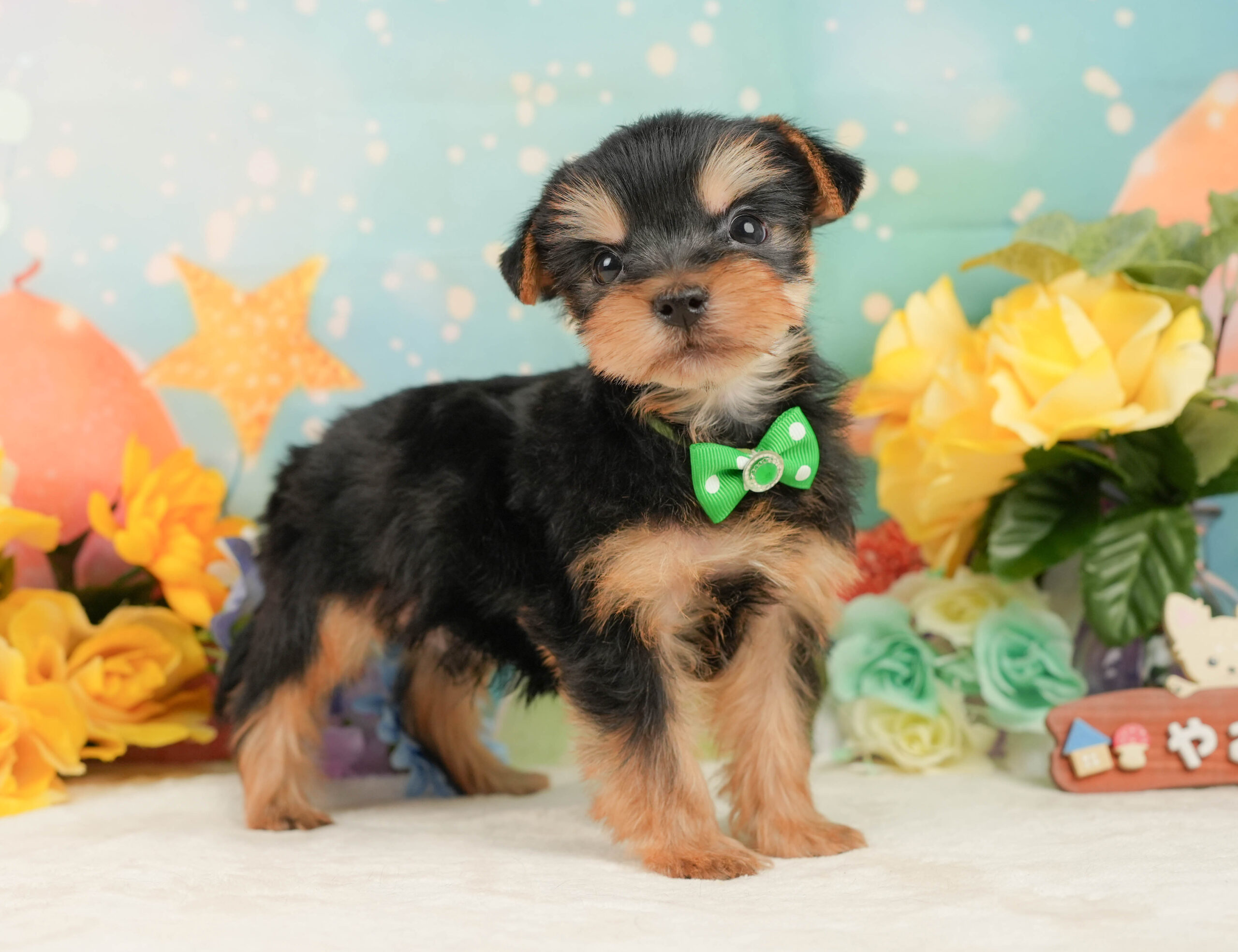 ヨークシャー・テリア | 男の子 | スティールブルー&タン | 2025年12月27日