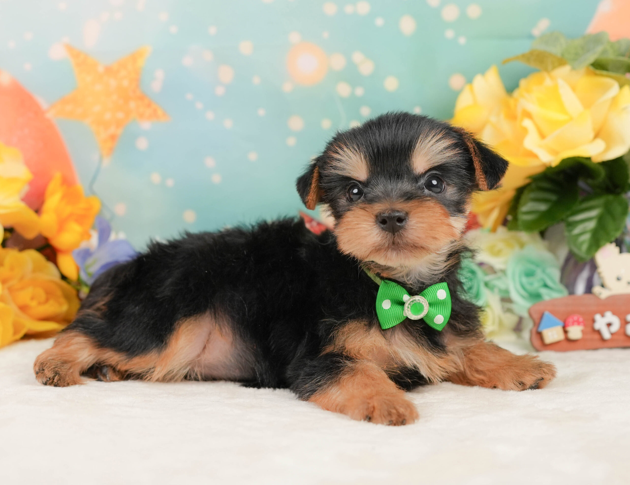 ヨークシャー・テリア | 男の子 | スティールブルー&タン | 2025年12月27日