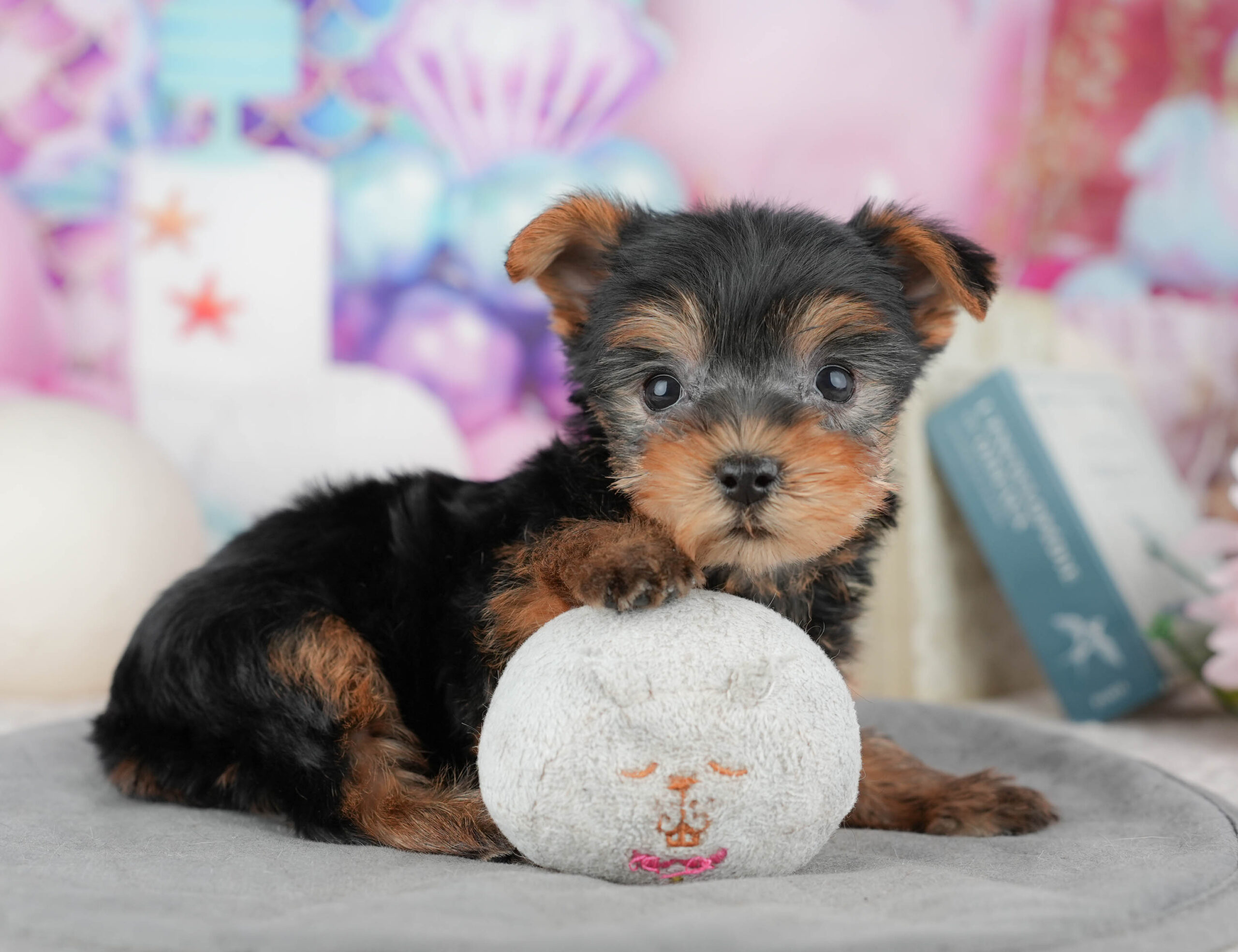 ヨークシャー・テリア | 女の子 | スティールブルー&タン | 2025年12月27日