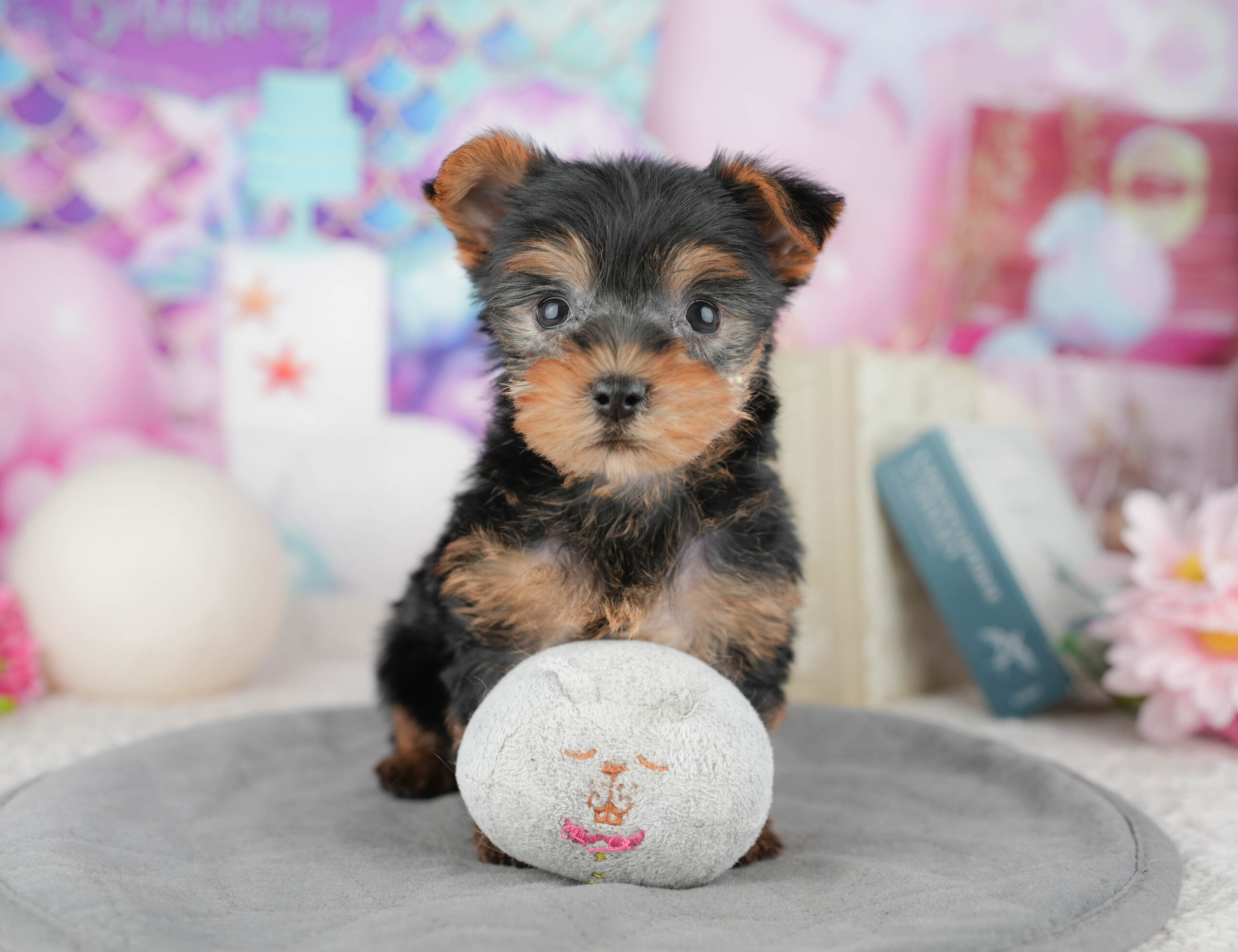 ヨークシャー・テリア | 女の子 | スティールブルー&タン | 2025年12月27日