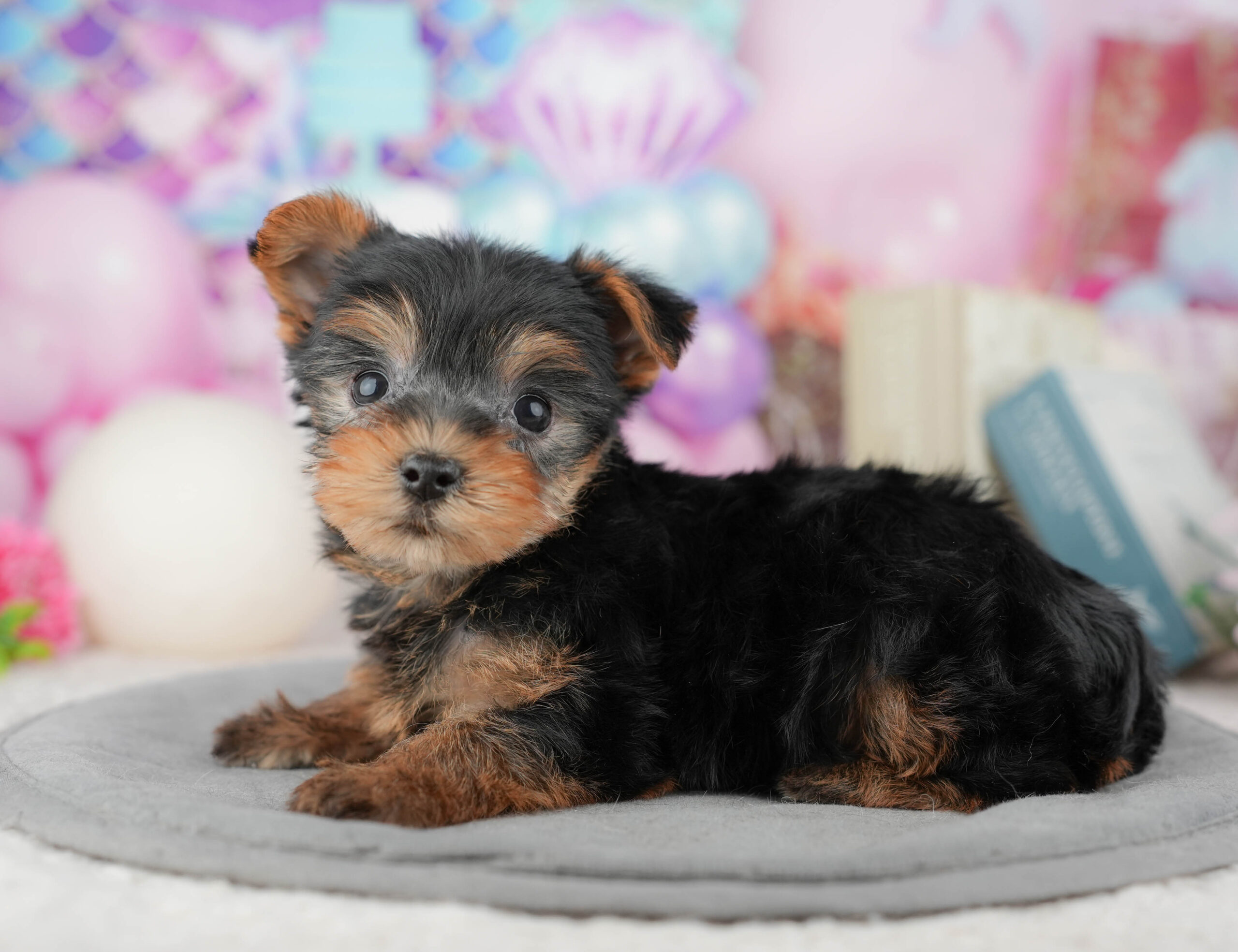 ヨークシャー・テリア | 女の子 | スティールブルー&タン | 2025年12月27日