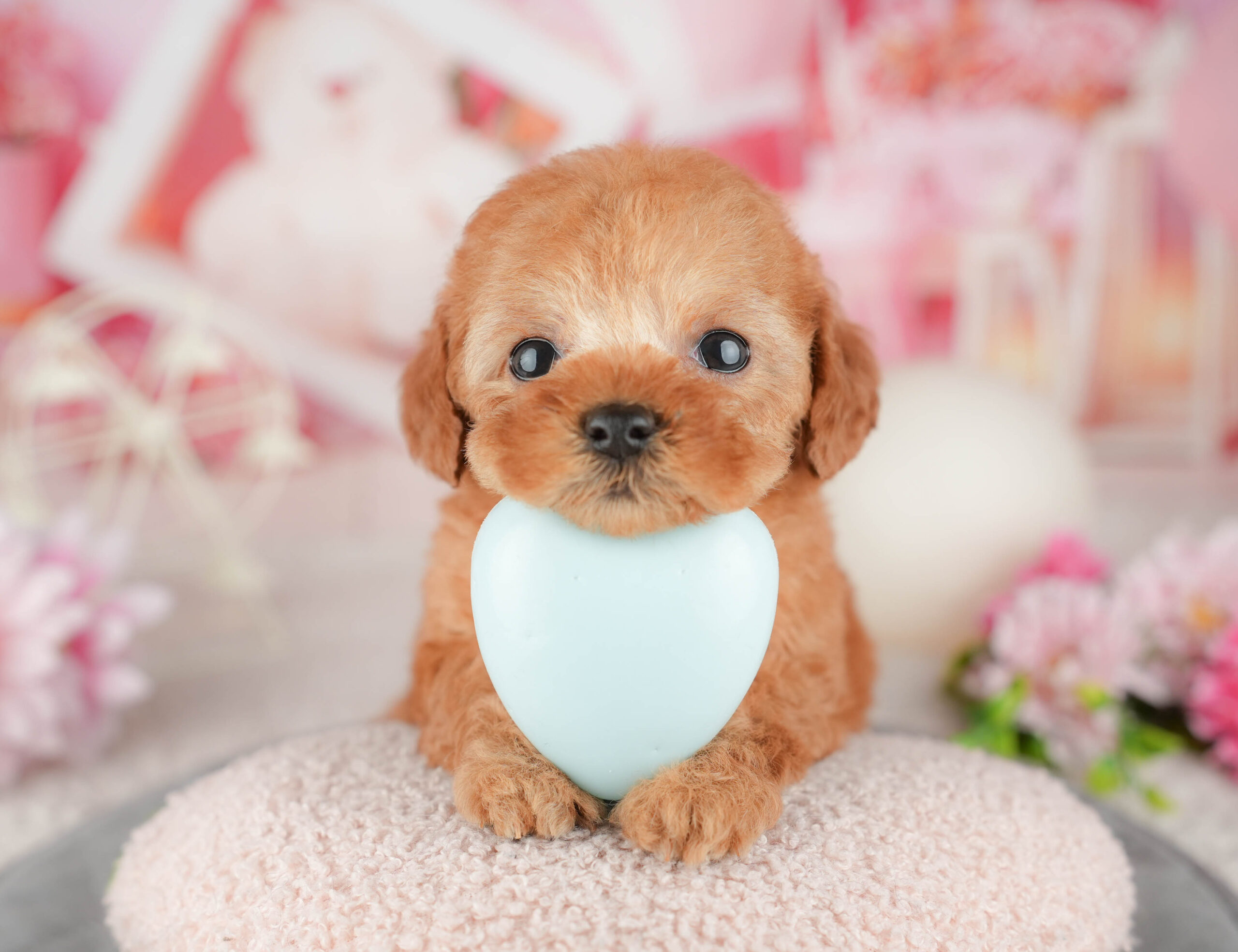 タイニー・プードル | 女の子 | レッド | 2025年12月27日