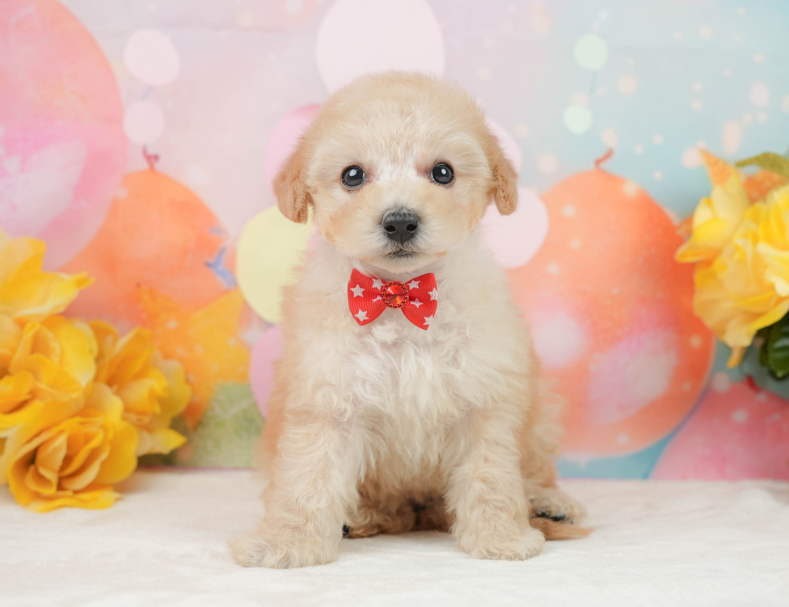 トイ・プードル | 女の子 | アプリコット | 2025年12月28日