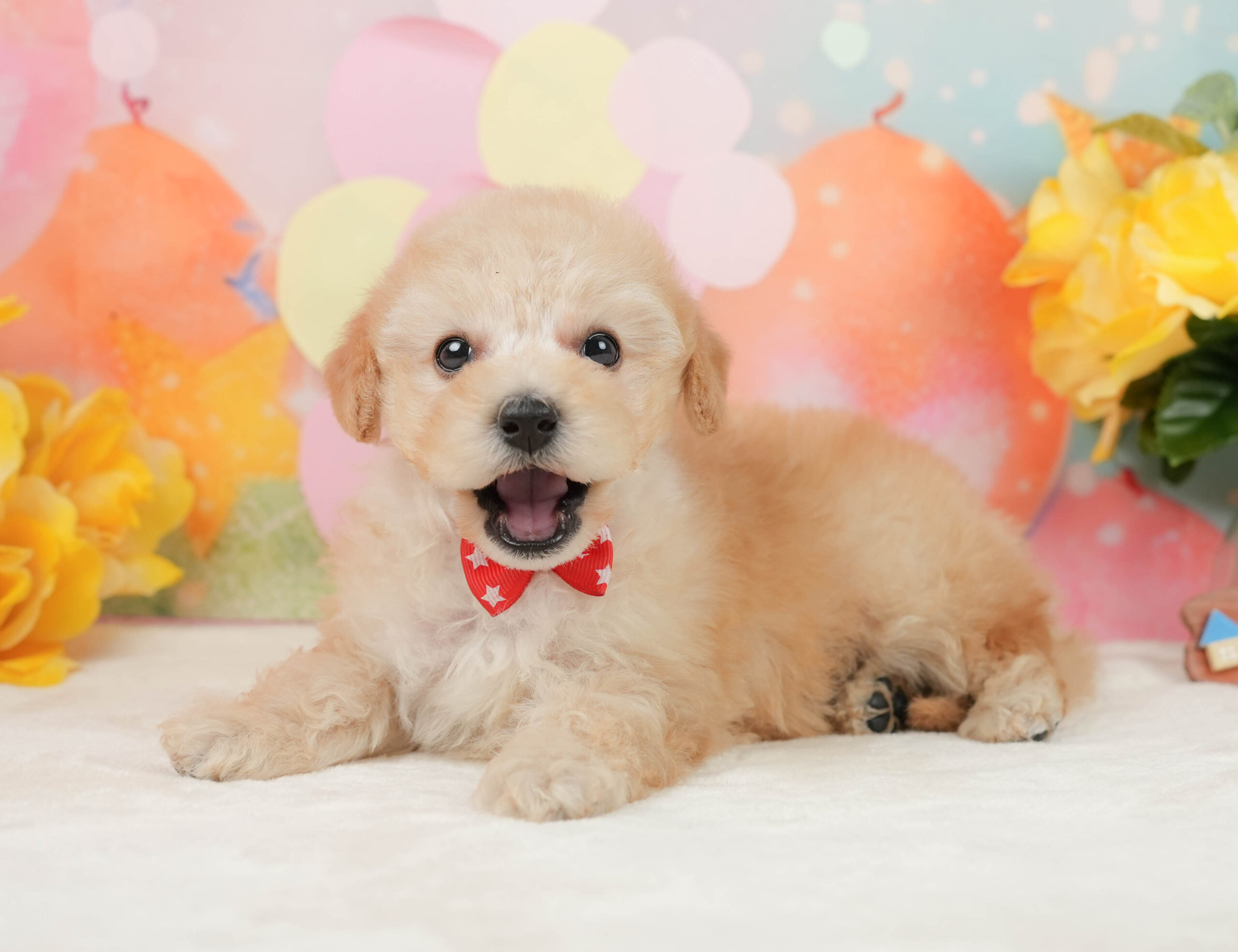 トイ・プードル | 女の子 | アプリコット | 2025年12月28日