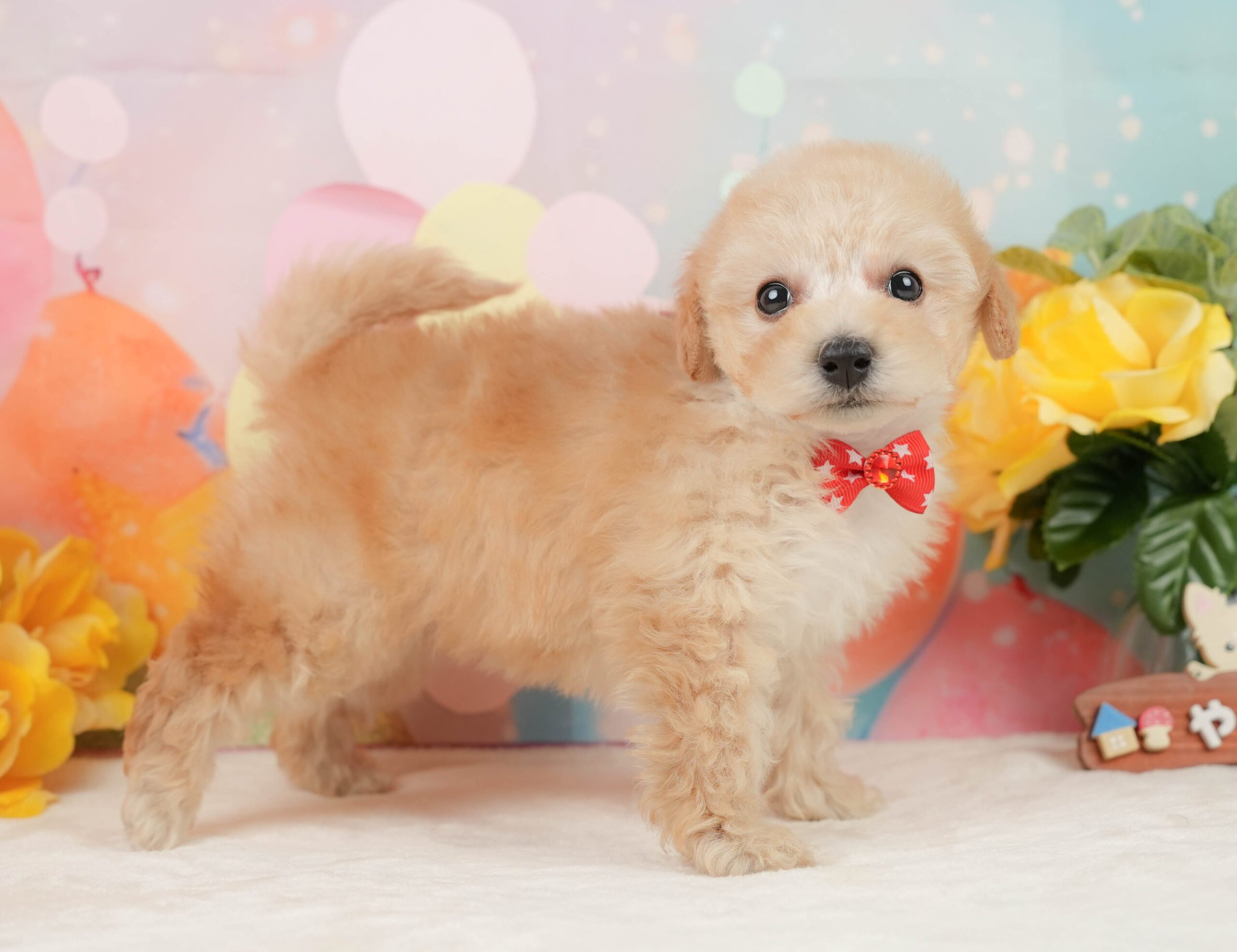 トイ・プードル | 女の子 | アプリコット | 2025年12月28日