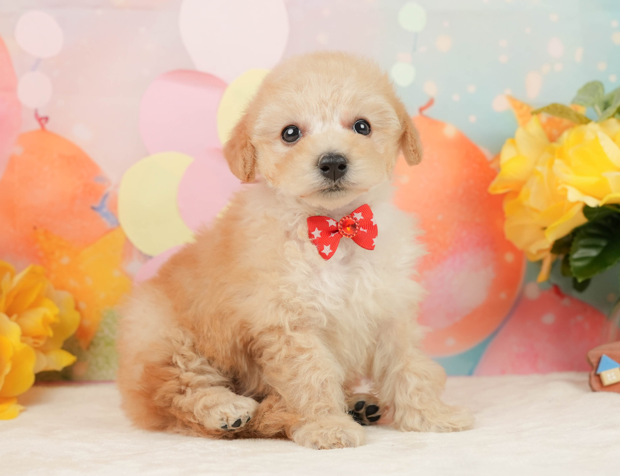 トイ・プードル | 女の子 | アプリコット | 2025年12月28日