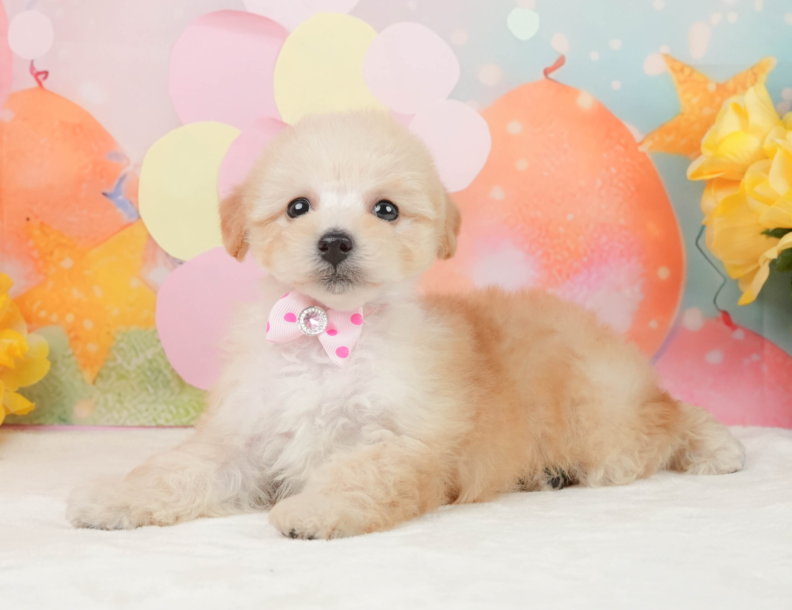 トイ・プードル | 女の子 | アプリコット | 2025年12月28日