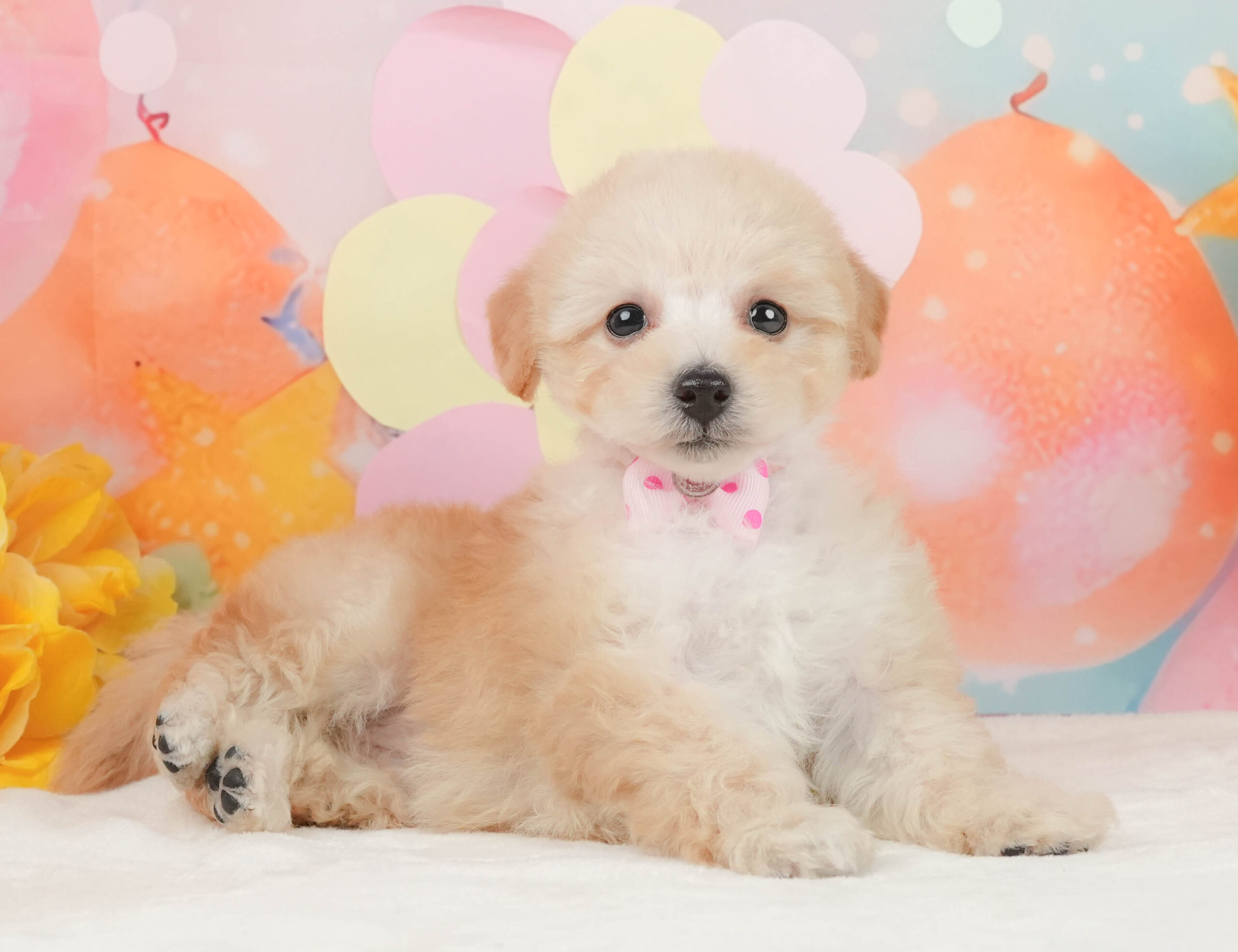 トイ・プードル | 女の子 | アプリコット | 2025年12月28日