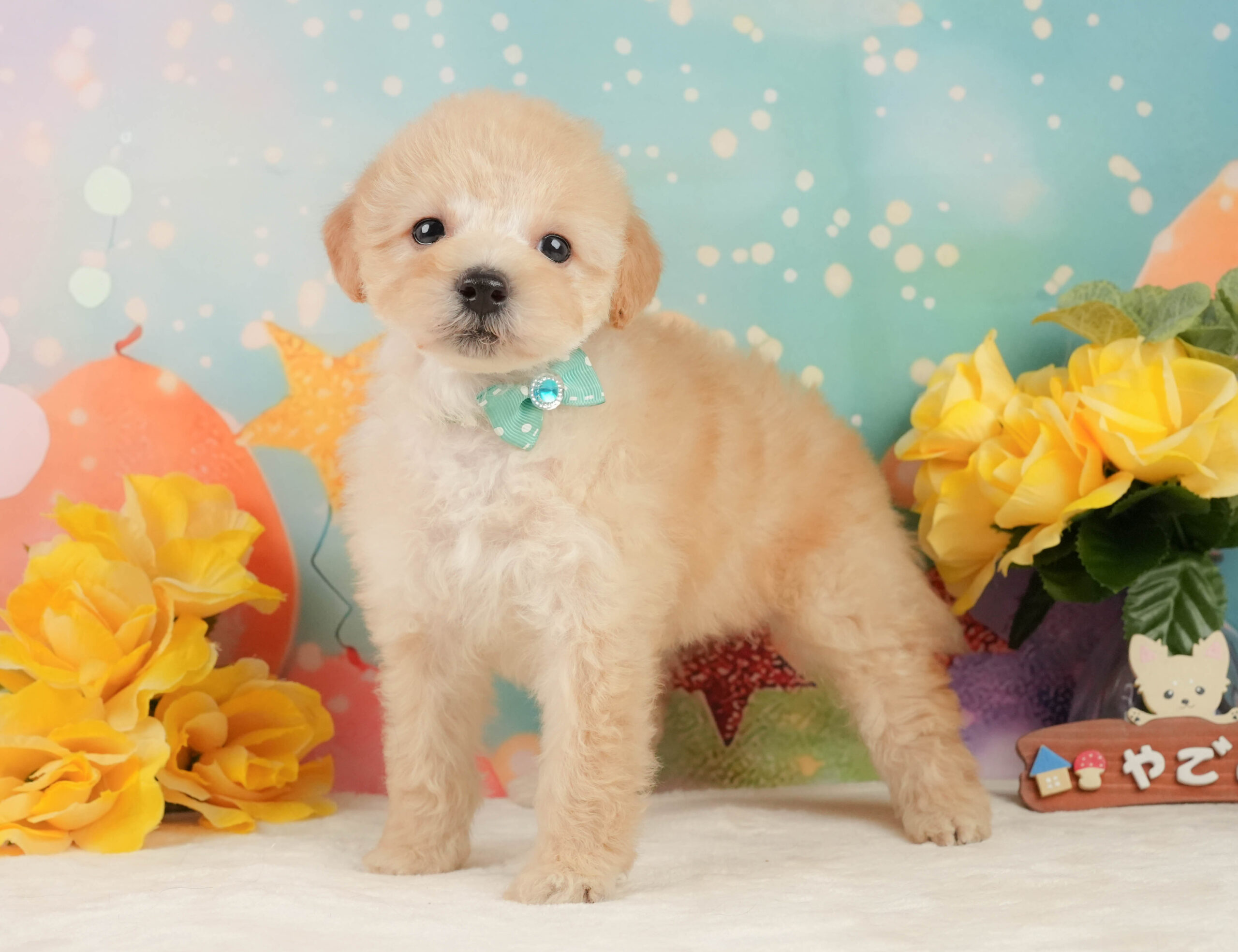 トイ・プードル | 男の子 | アプリコット | 2025年12月28日