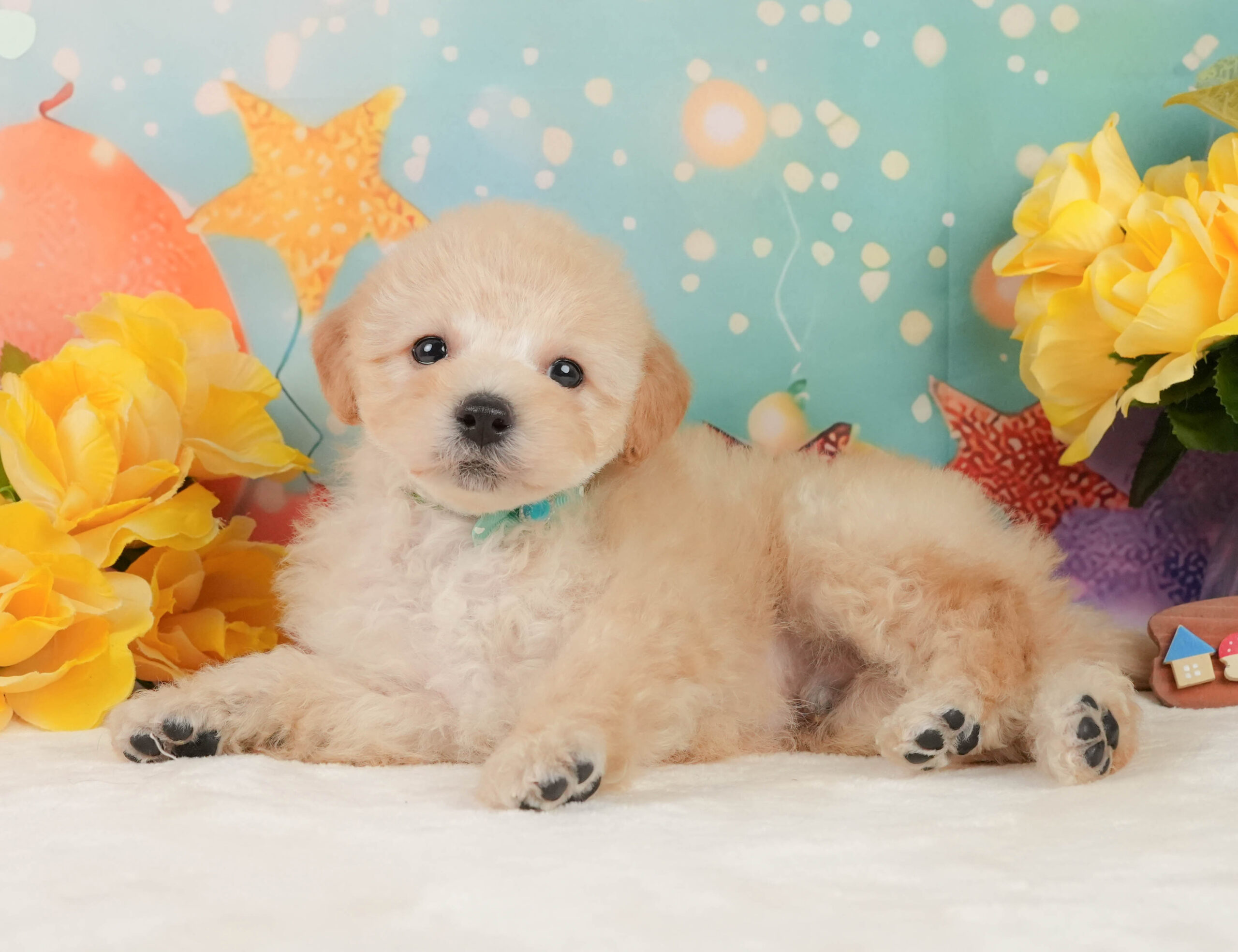 トイ・プードル | 男の子 | アプリコット | 2025年12月28日