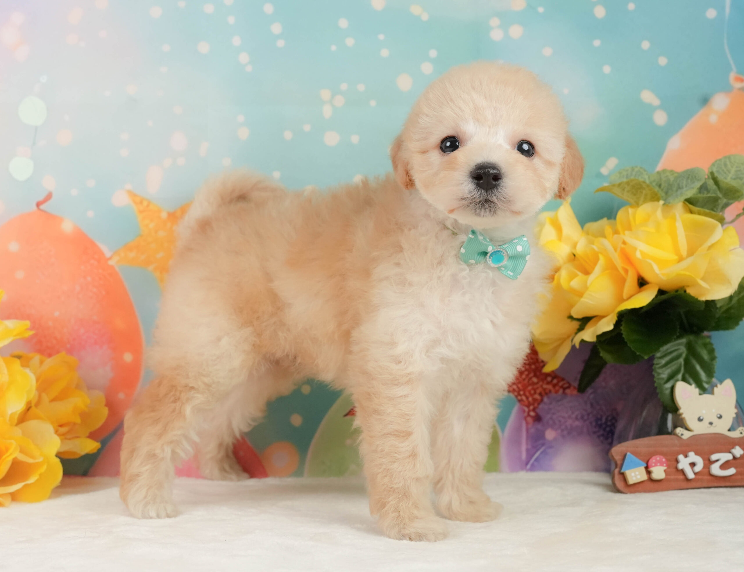 トイ・プードル | 男の子 | アプリコット | 2025年12月28日