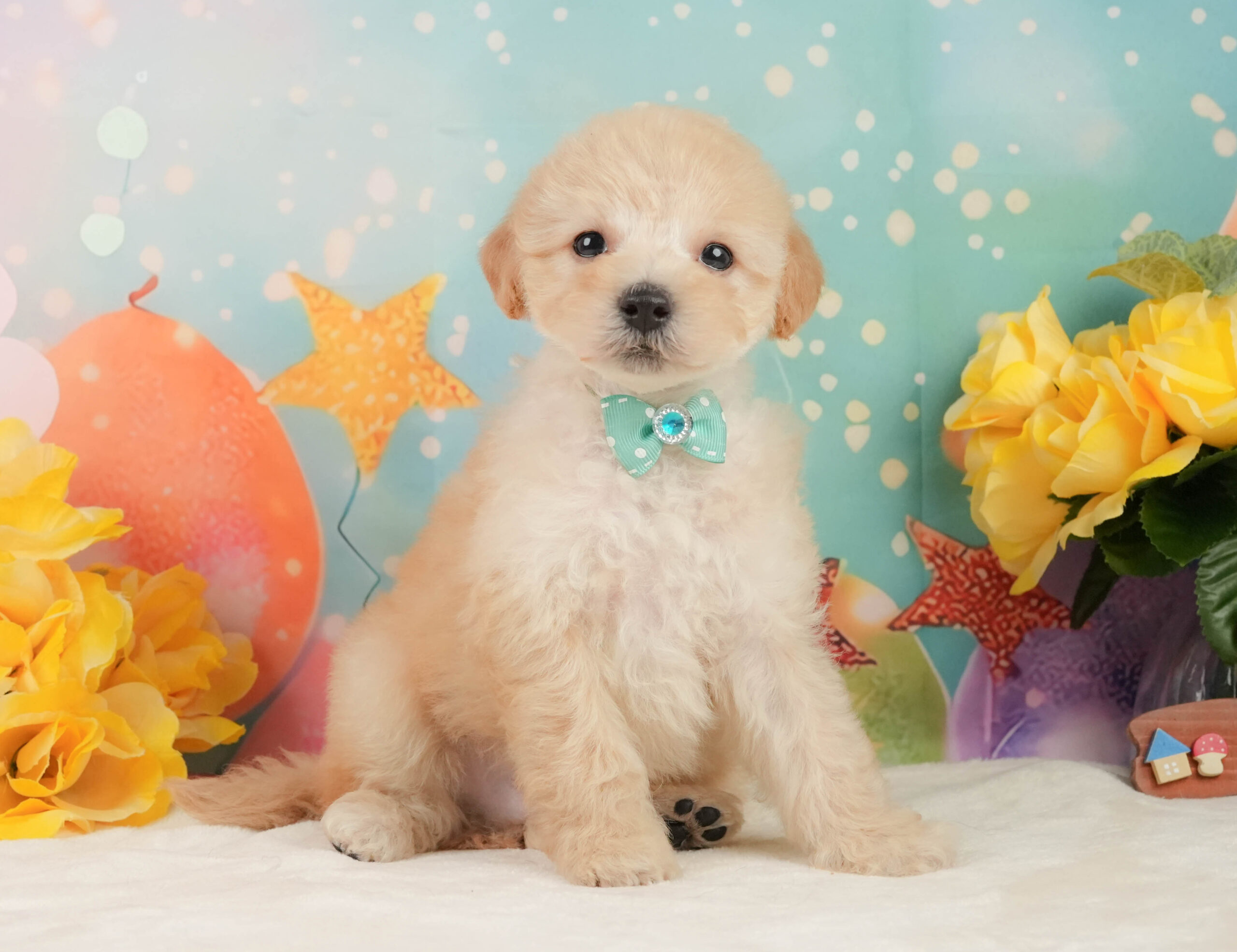 トイ・プードル | 男の子 | アプリコット | 2025年12月28日