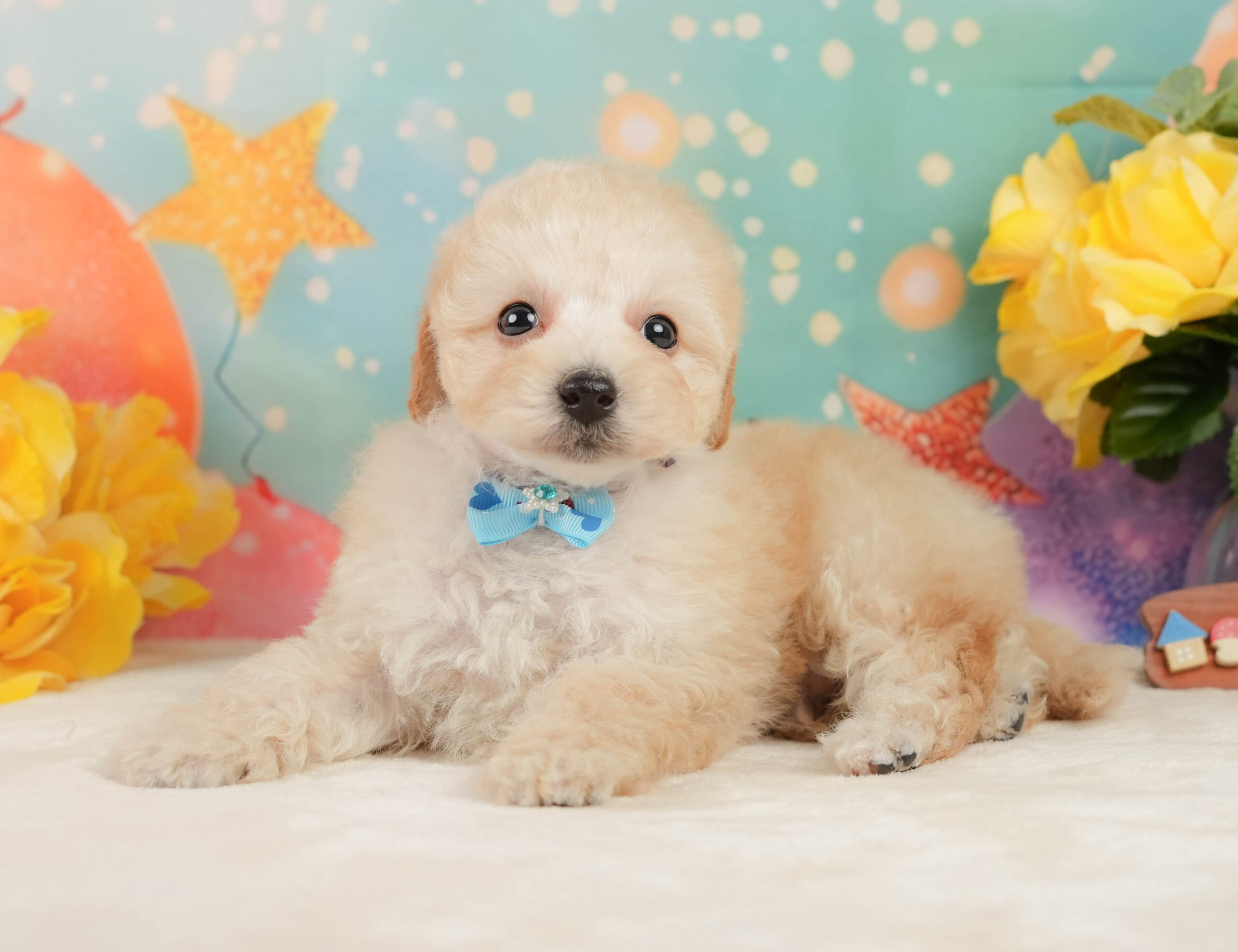 トイ・プードル | 男の子 | アプリコット | 2025年12月28日