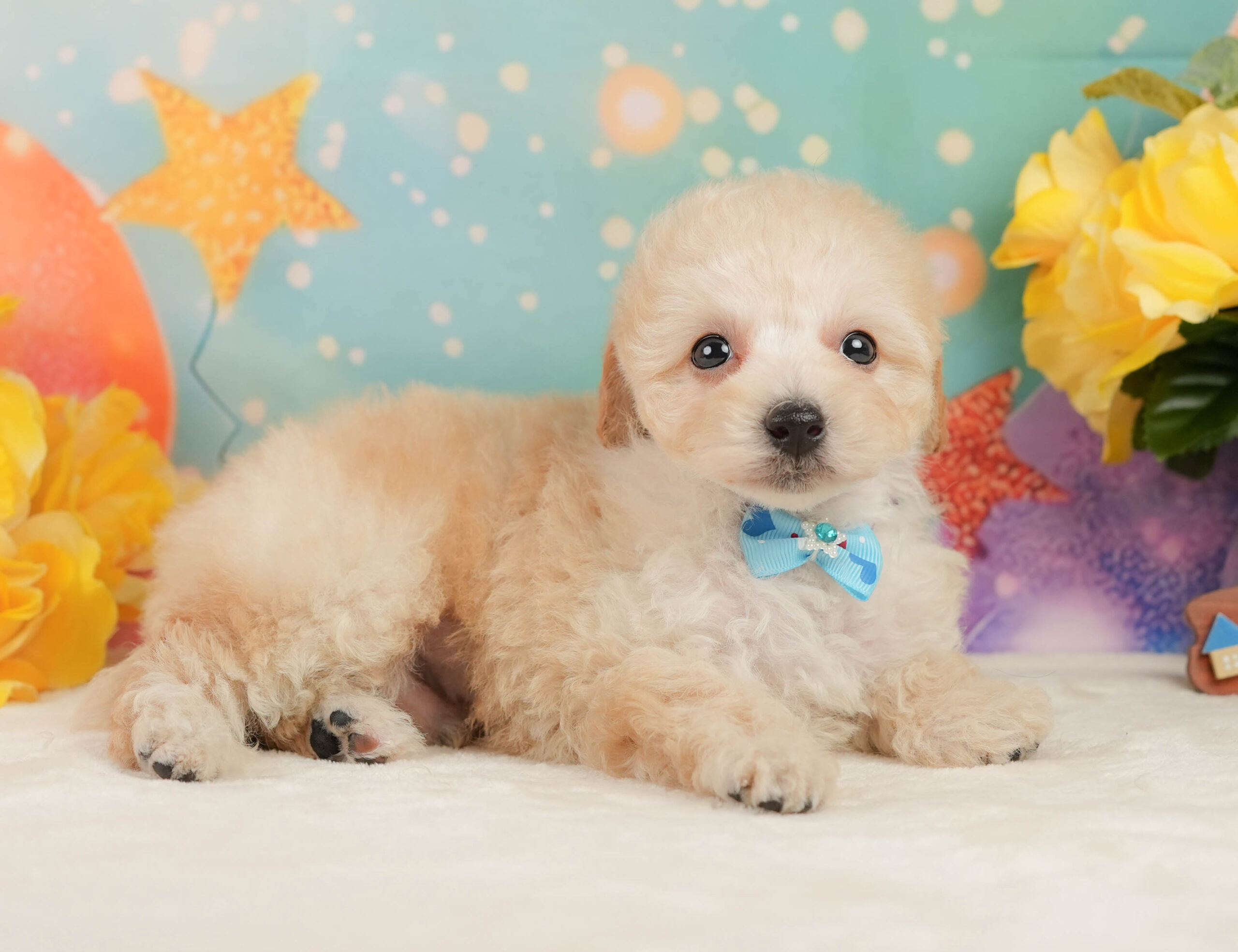 トイ・プードル | 男の子 | アプリコット | 2025年12月28日