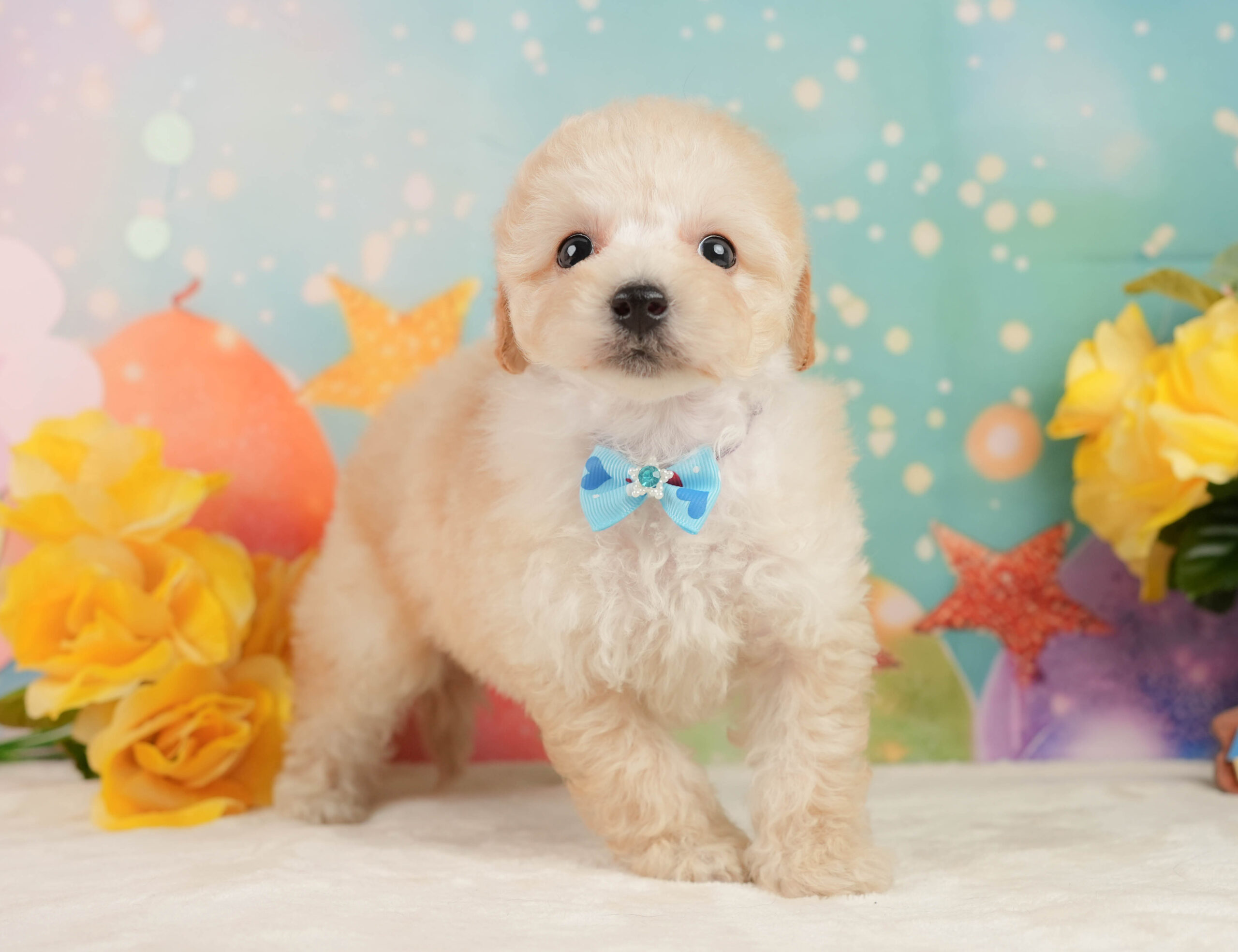 トイ・プードル | 男の子 | アプリコット | 2025年12月28日