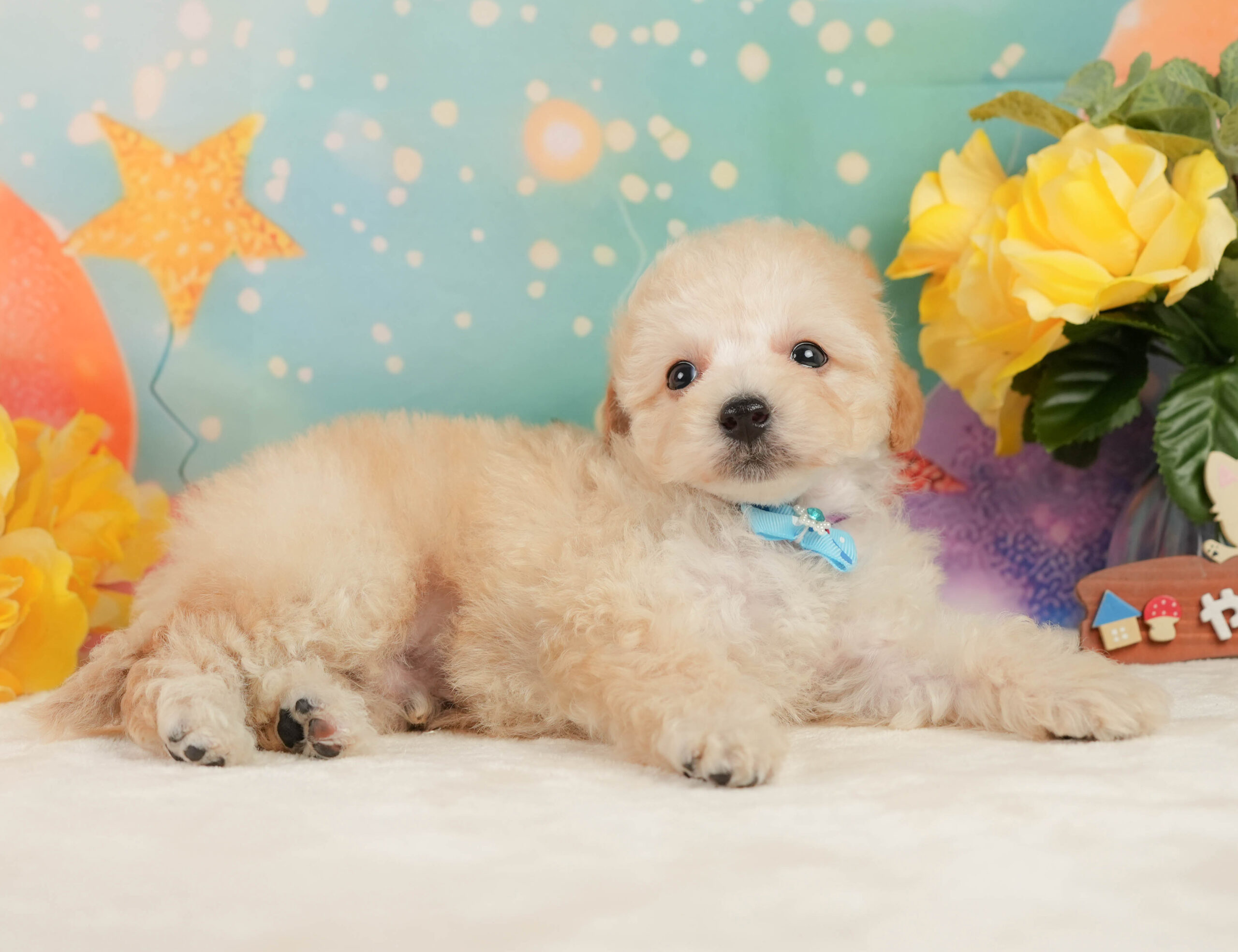 トイ・プードル | 男の子 | アプリコット | 2025年12月28日