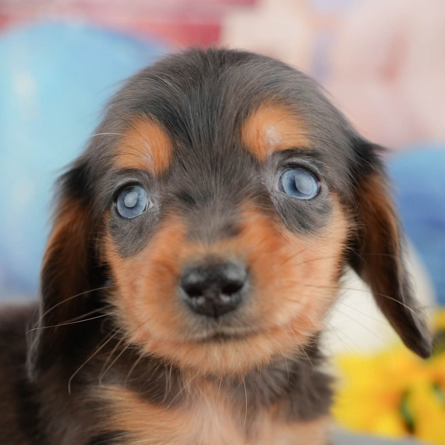 ミニチュア・ダックスフンド(ロング) | 男の子 | シルバーダップル | 2025年12月28日