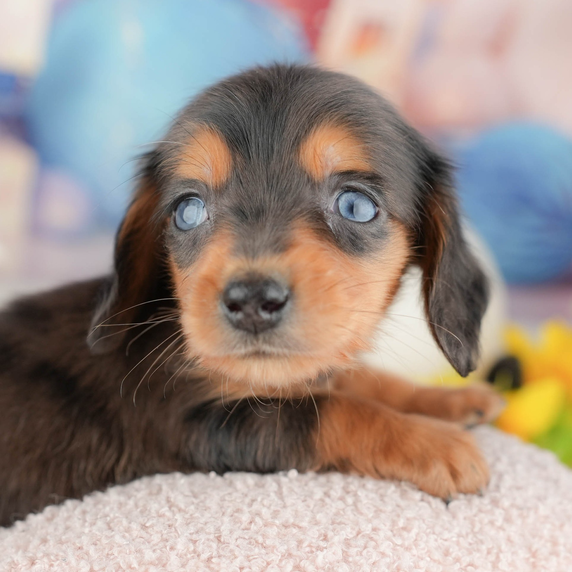 ミニチュア・ダックスフンド(ロング) | 男の子 | シルバーダップル | 2025年12月28日