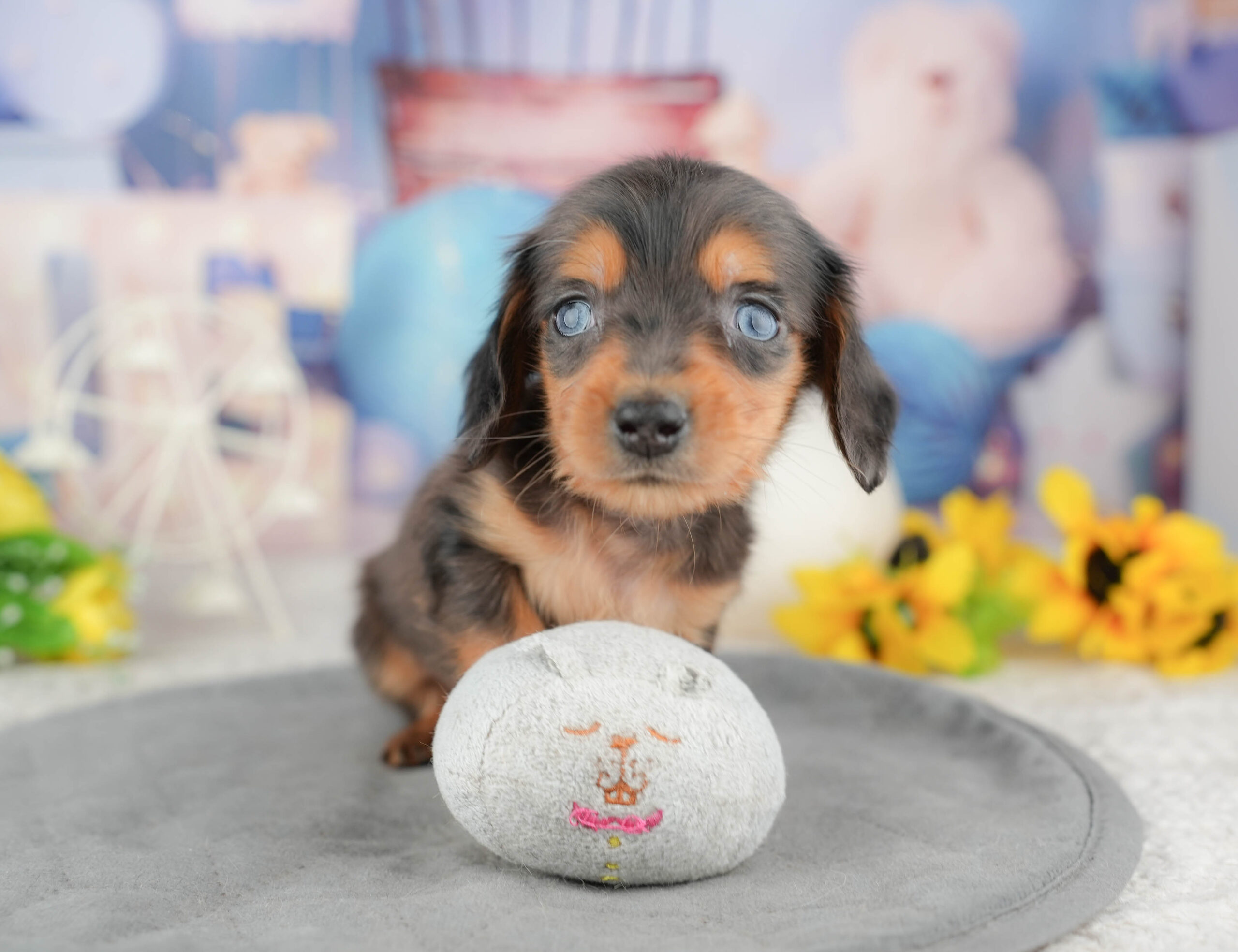 ミニチュア・ダックスフンド(ロング) | 男の子 | シルバーダップル | 2025年12月28日