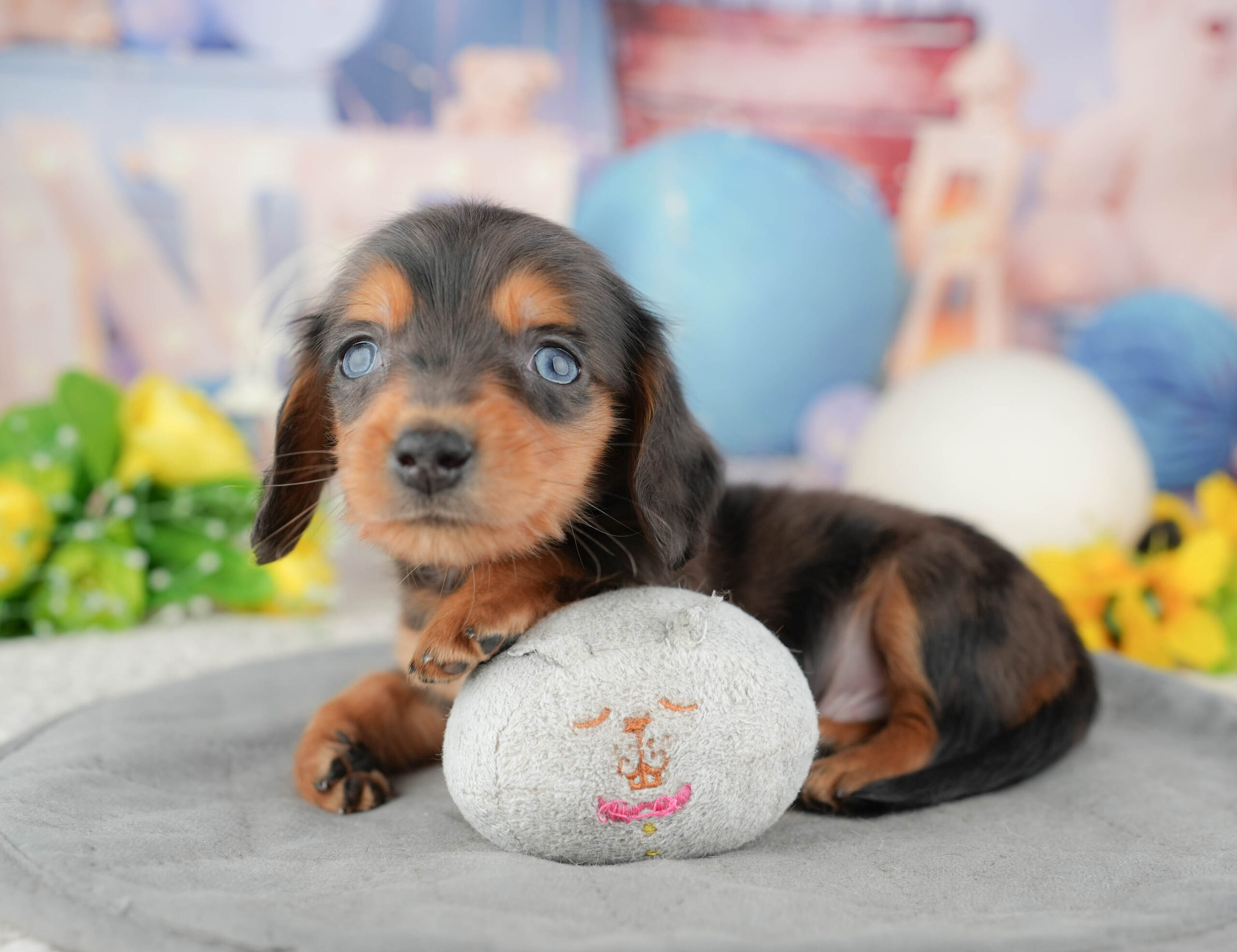 ミニチュア・ダックスフンド(ロング) | 男の子 | シルバーダップル | 2025年12月28日