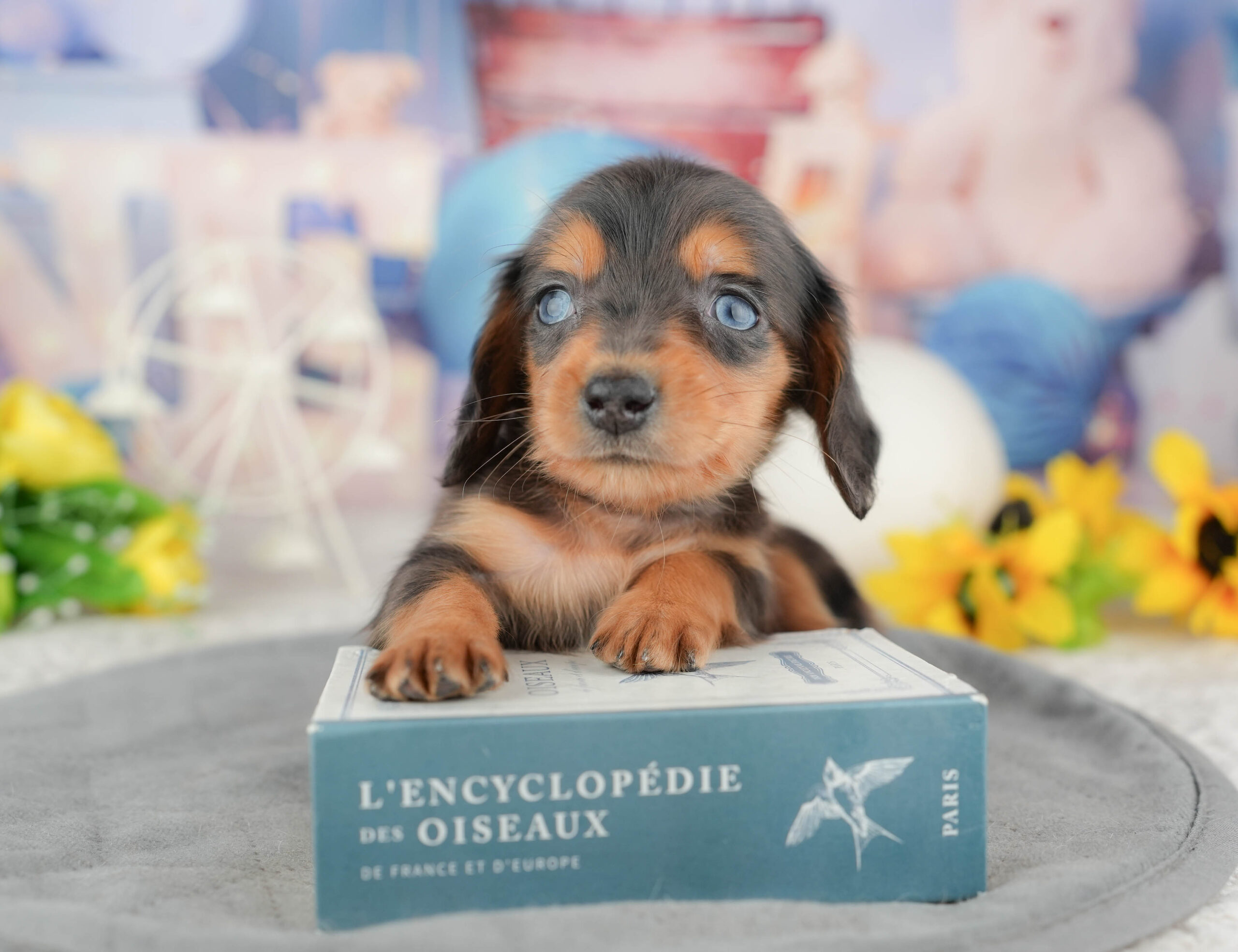 ミニチュア・ダックスフンド(ロング) | 男の子 | シルバーダップル | 2025年12月28日