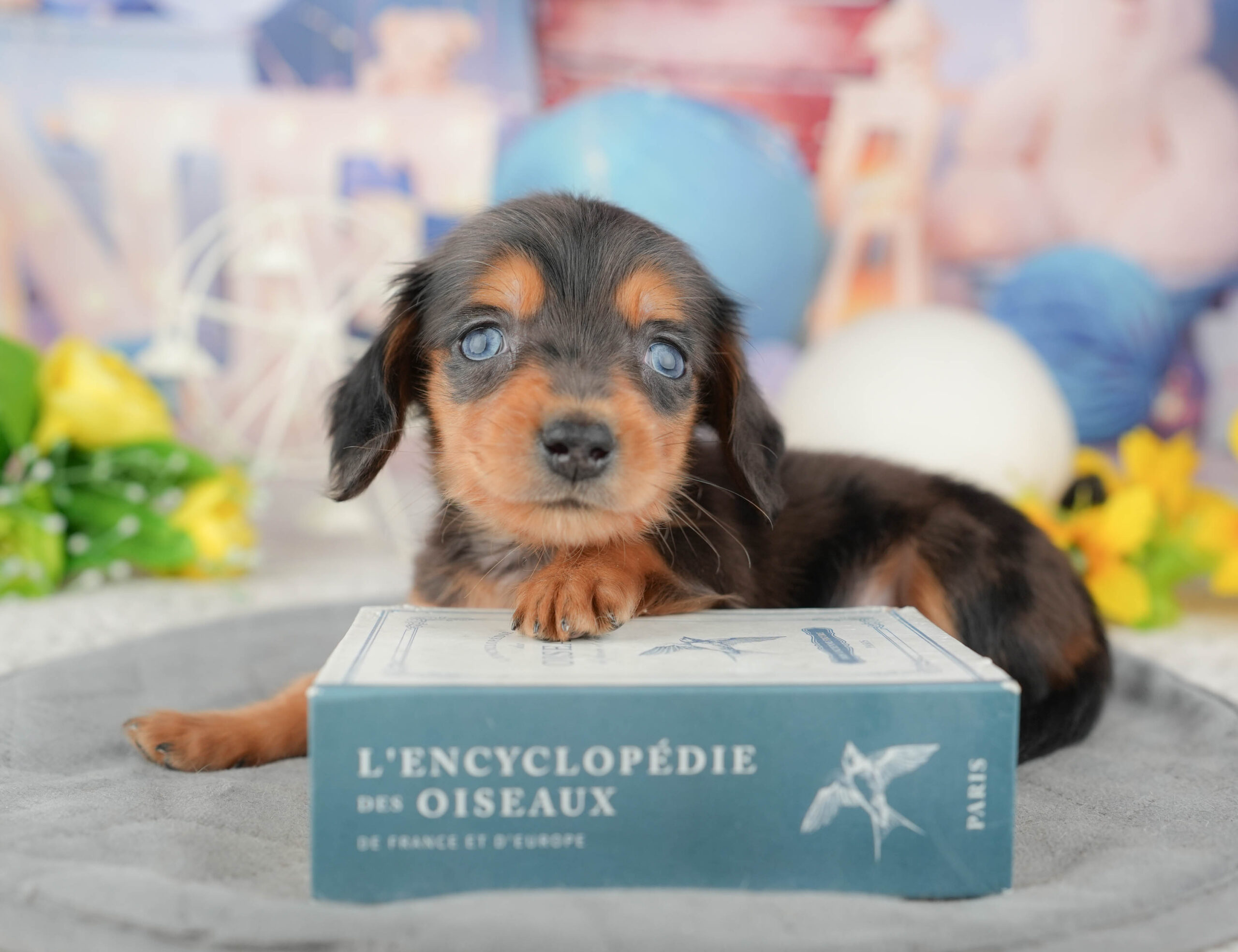 ミニチュア・ダックスフンド(ロング) | 男の子 | シルバーダップル | 2025年12月28日