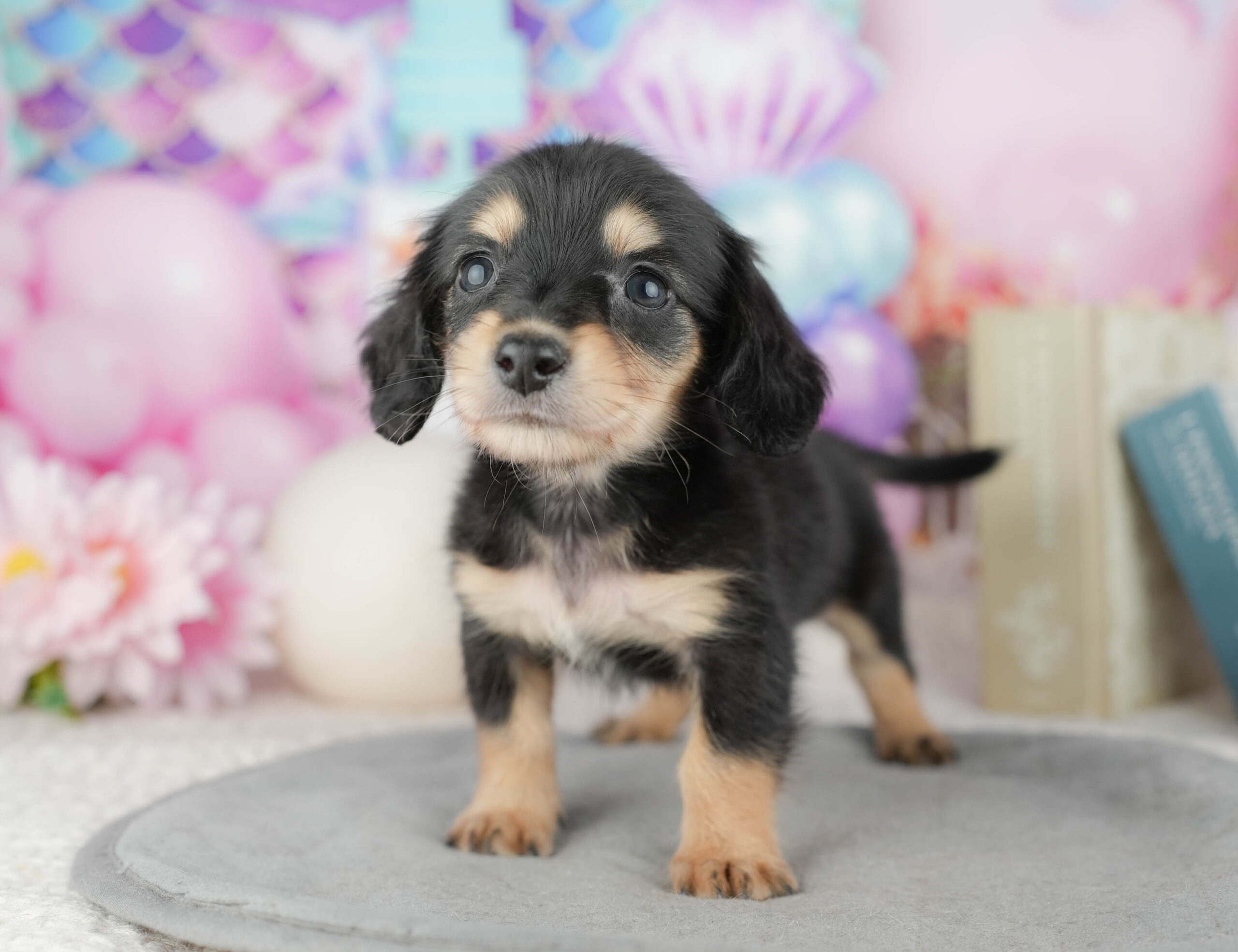 ミニチュア・ダックスフンド(ロング) | 男の子 | ブラック&タン | 2025年12月28日