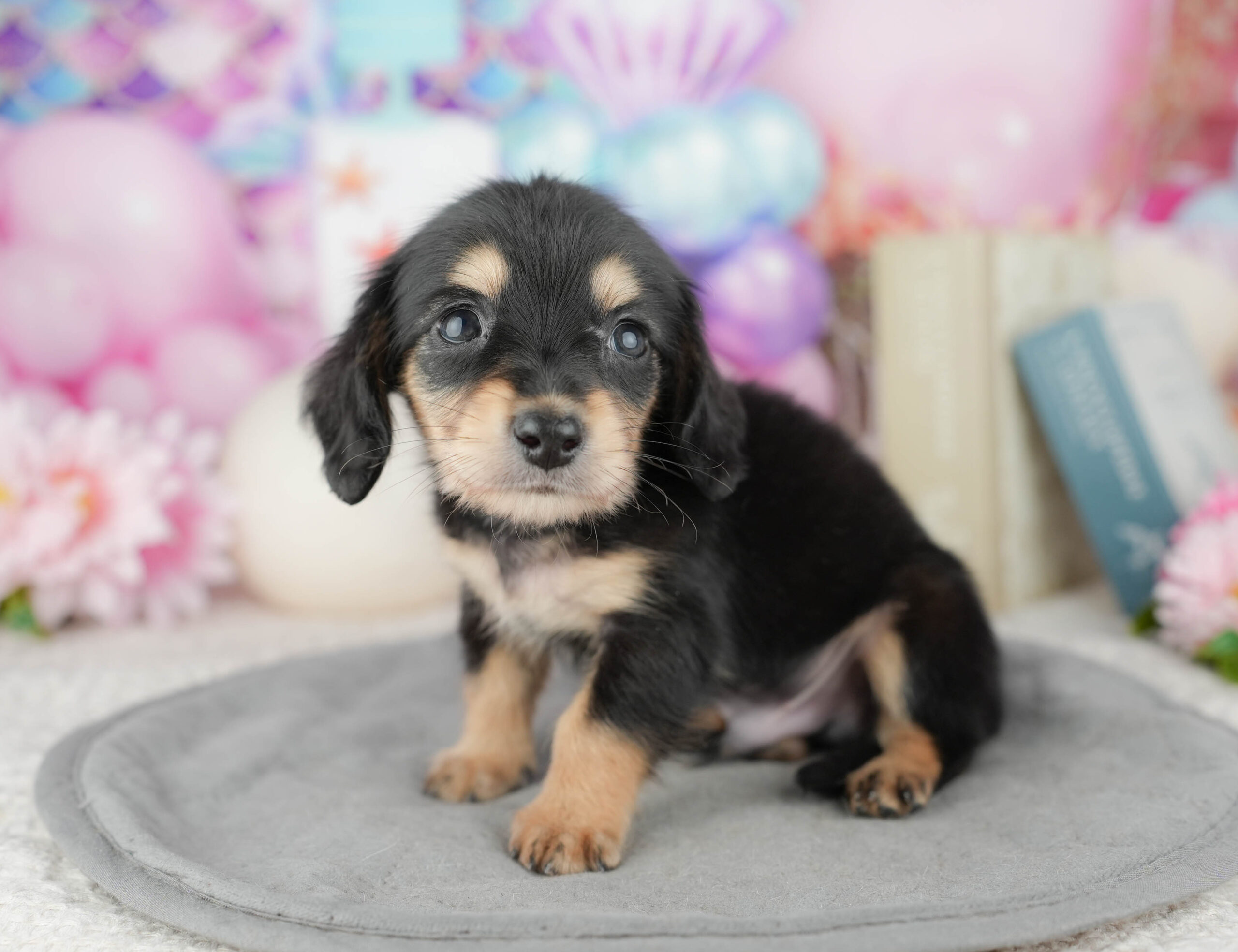 ミニチュア・ダックスフンド(ロング) | 男の子 | ブラック&タン | 2025年12月28日