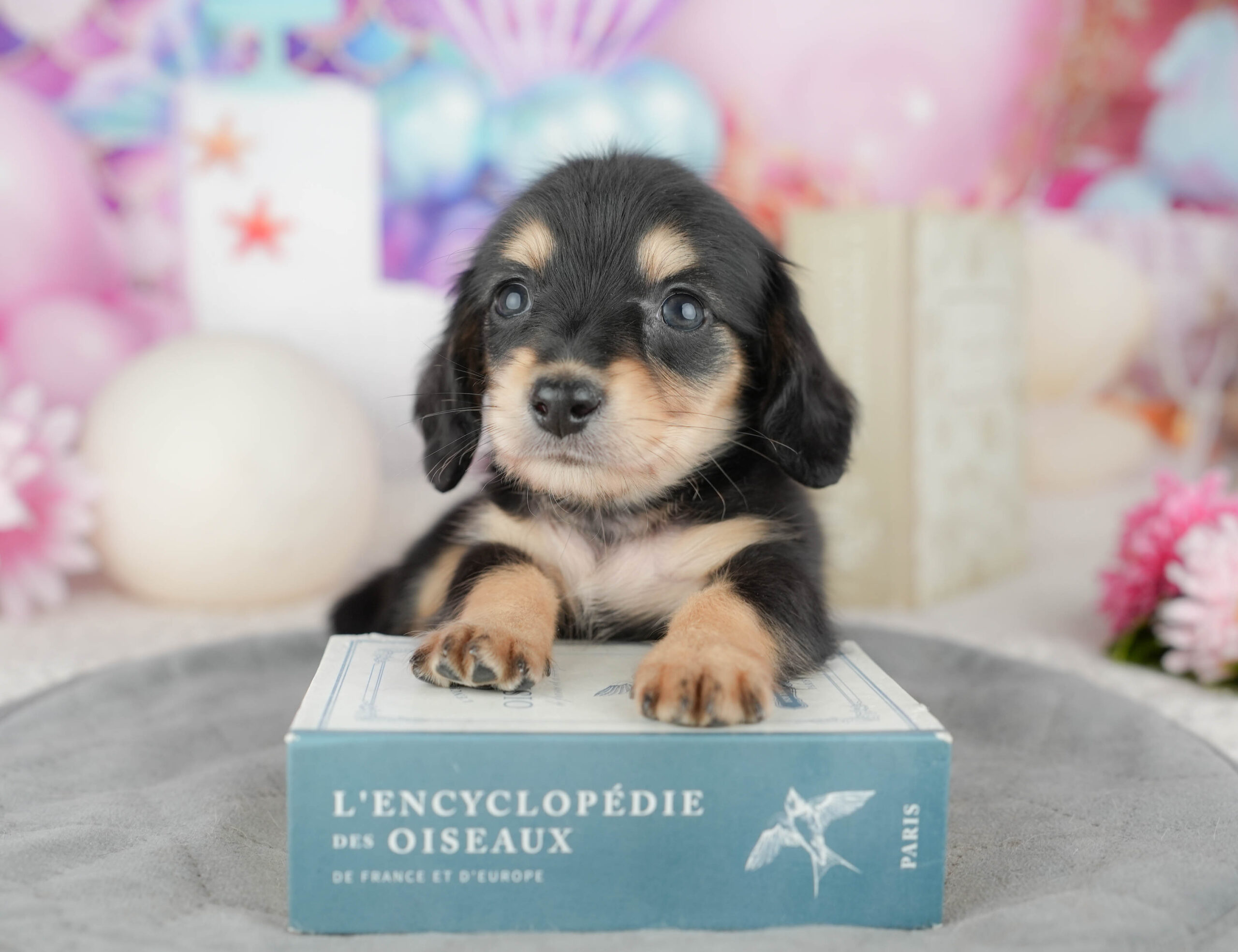 ミニチュア・ダックスフンド(ロング) | 男の子 | ブラック&タン | 2025年12月28日